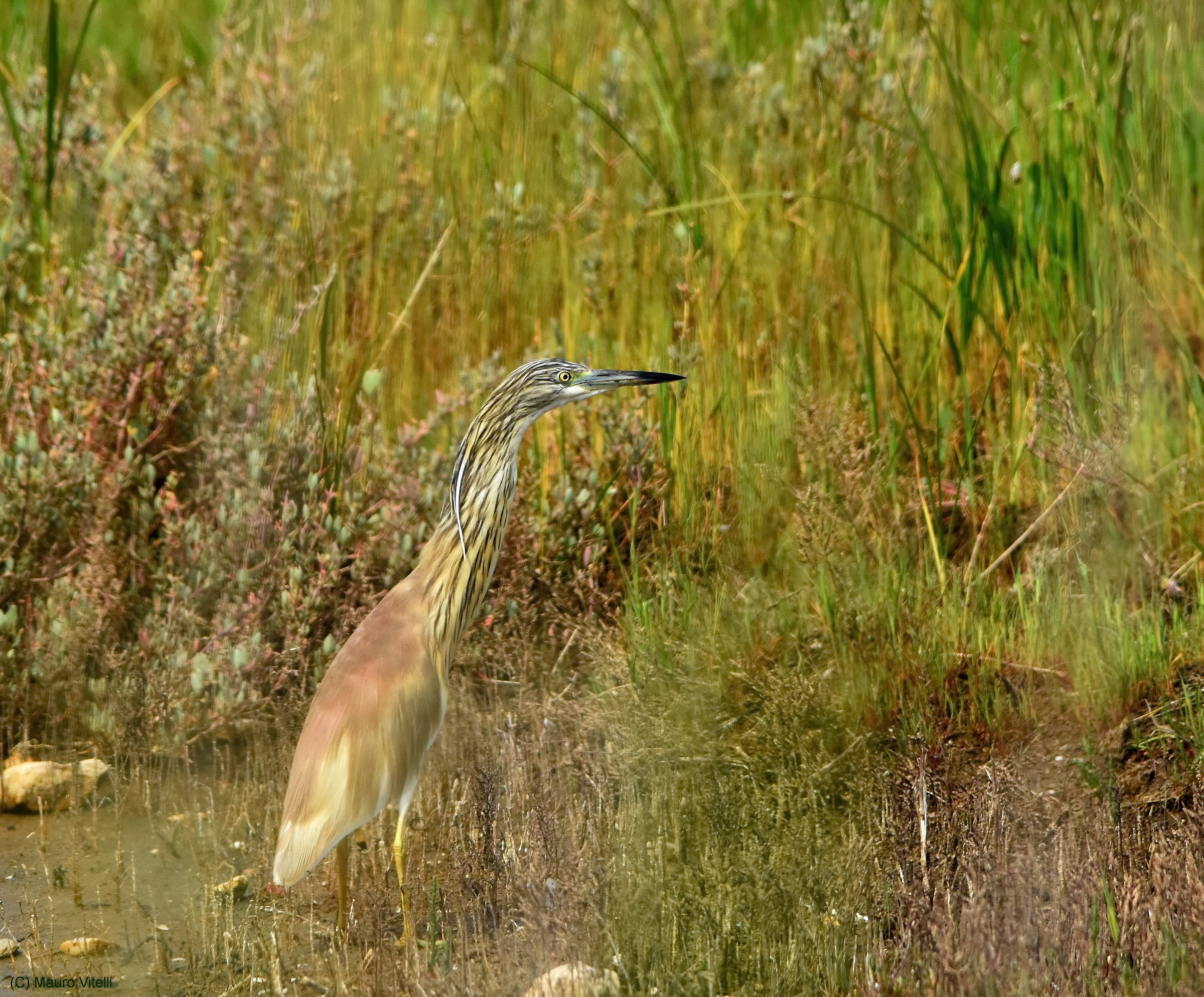 Squacco camouflaged ...