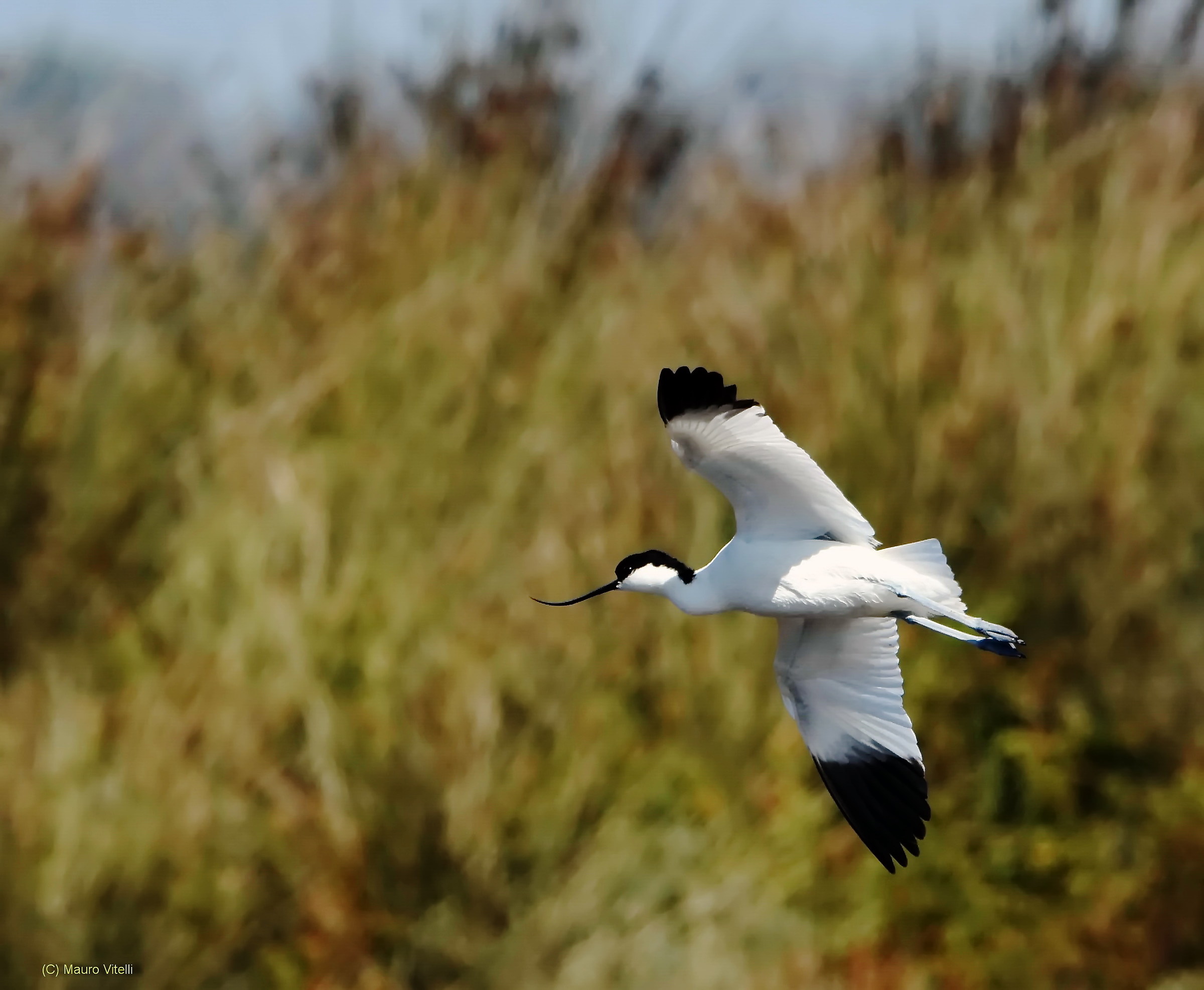 Avocet in turn