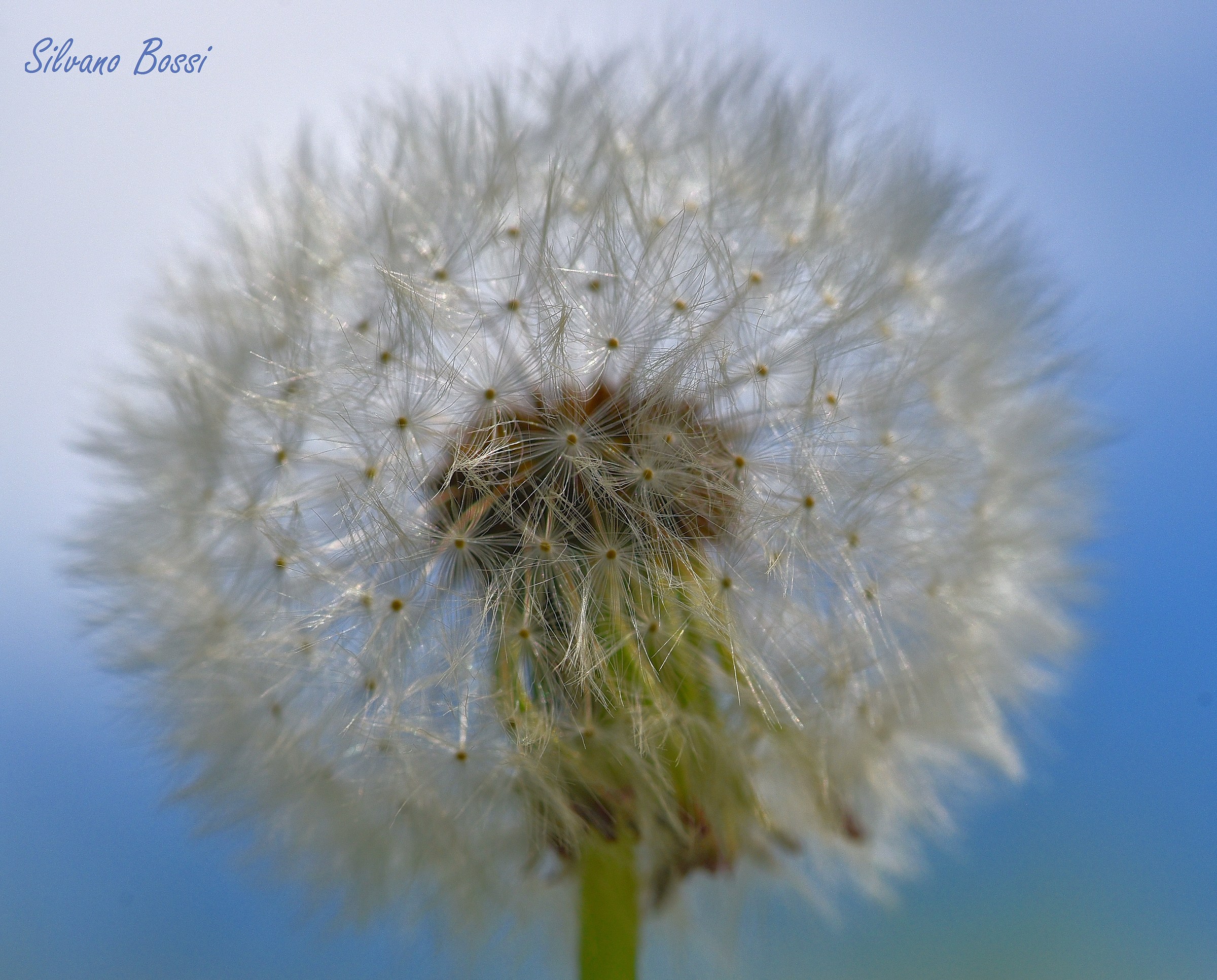 dandelion