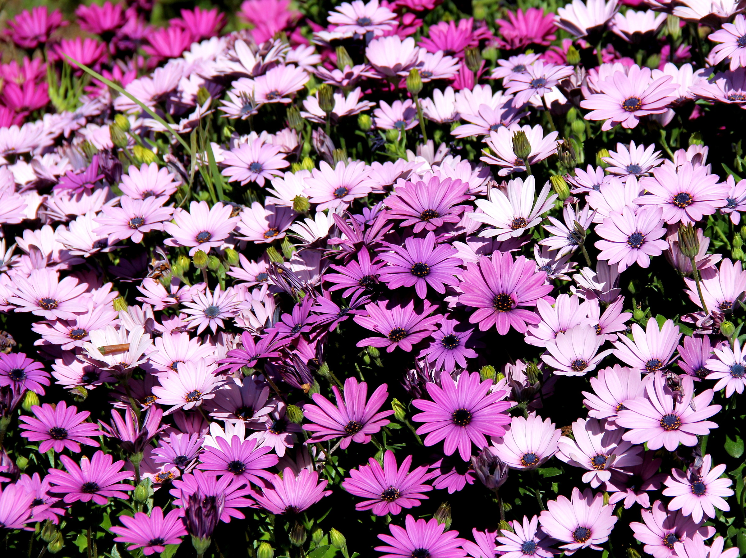 Joy tinged with purple