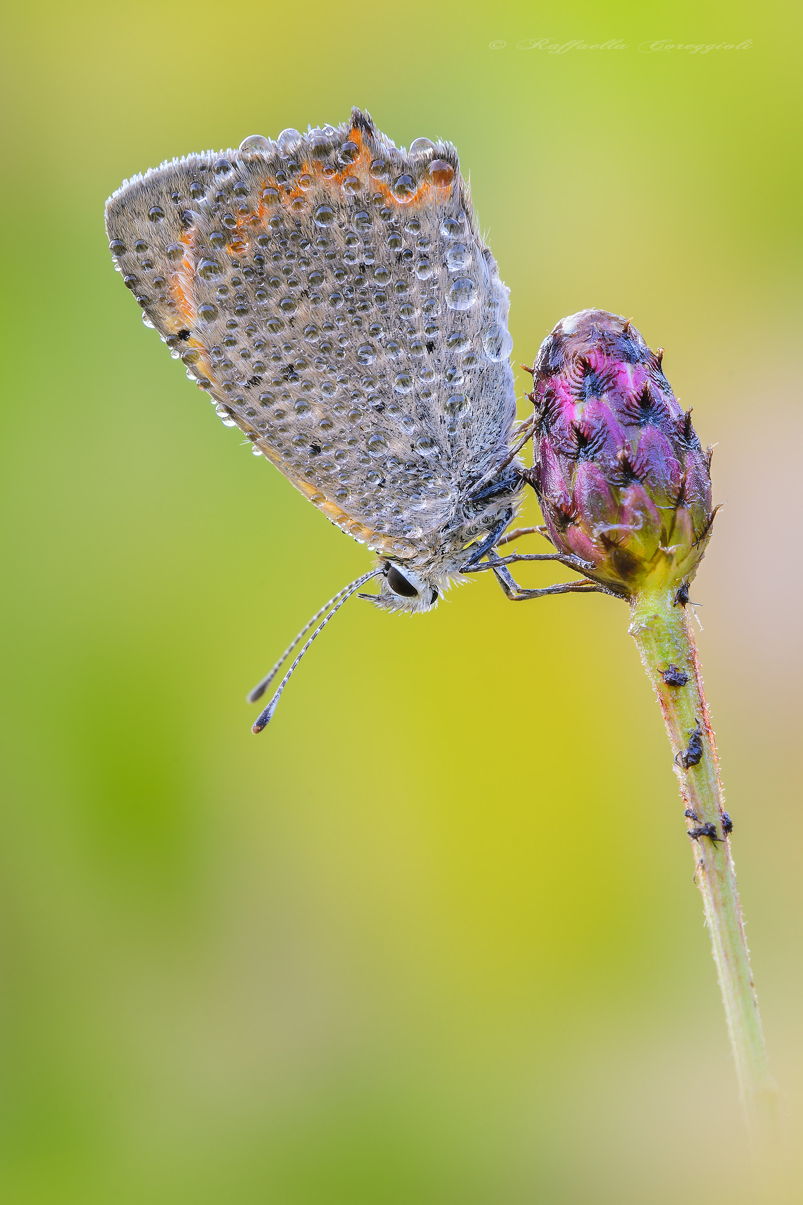 Lycaena phlaeas