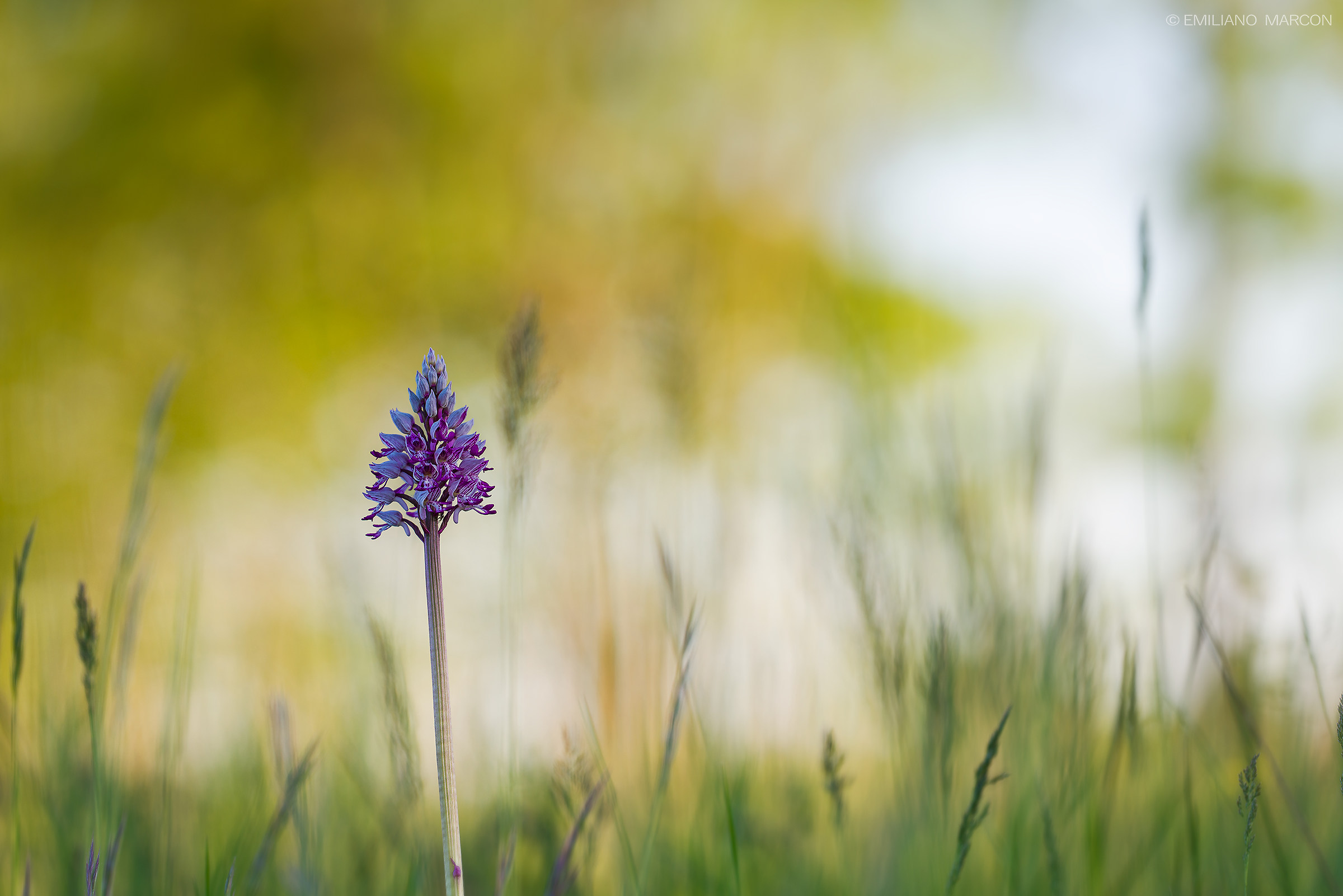 In the meadow ... she