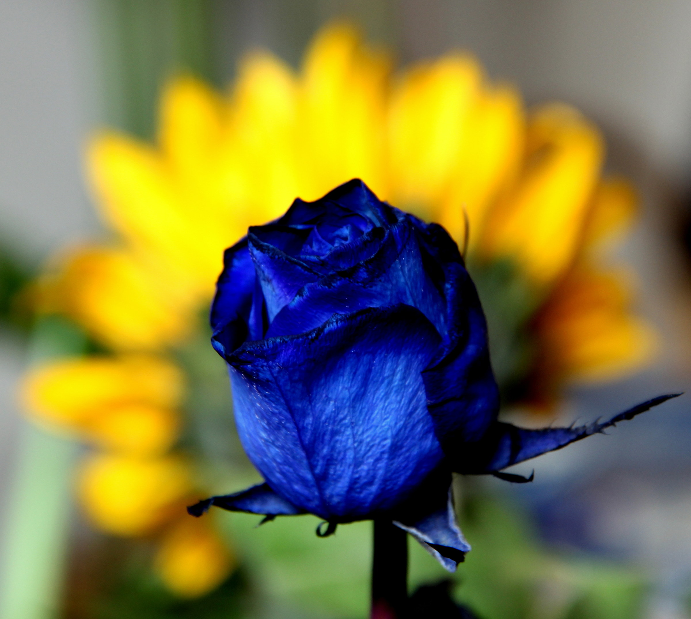 Blue and yellow