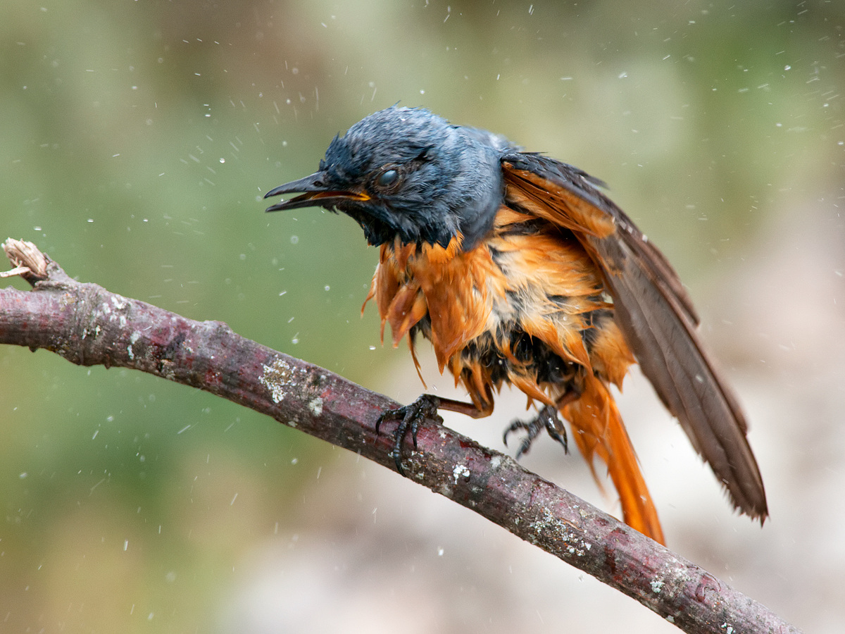 Codirossone (Monticola saxatilis)