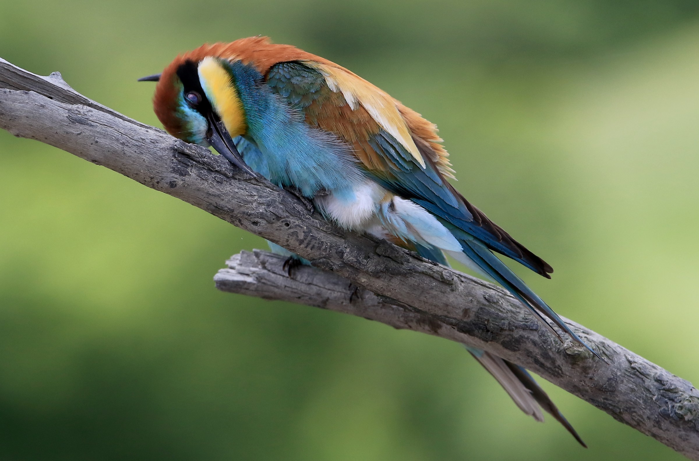 nap of the bee-eater