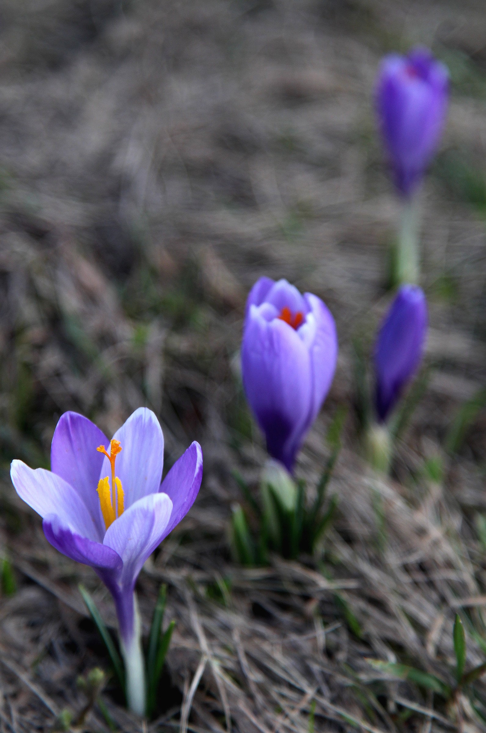Primi segni di primavera
