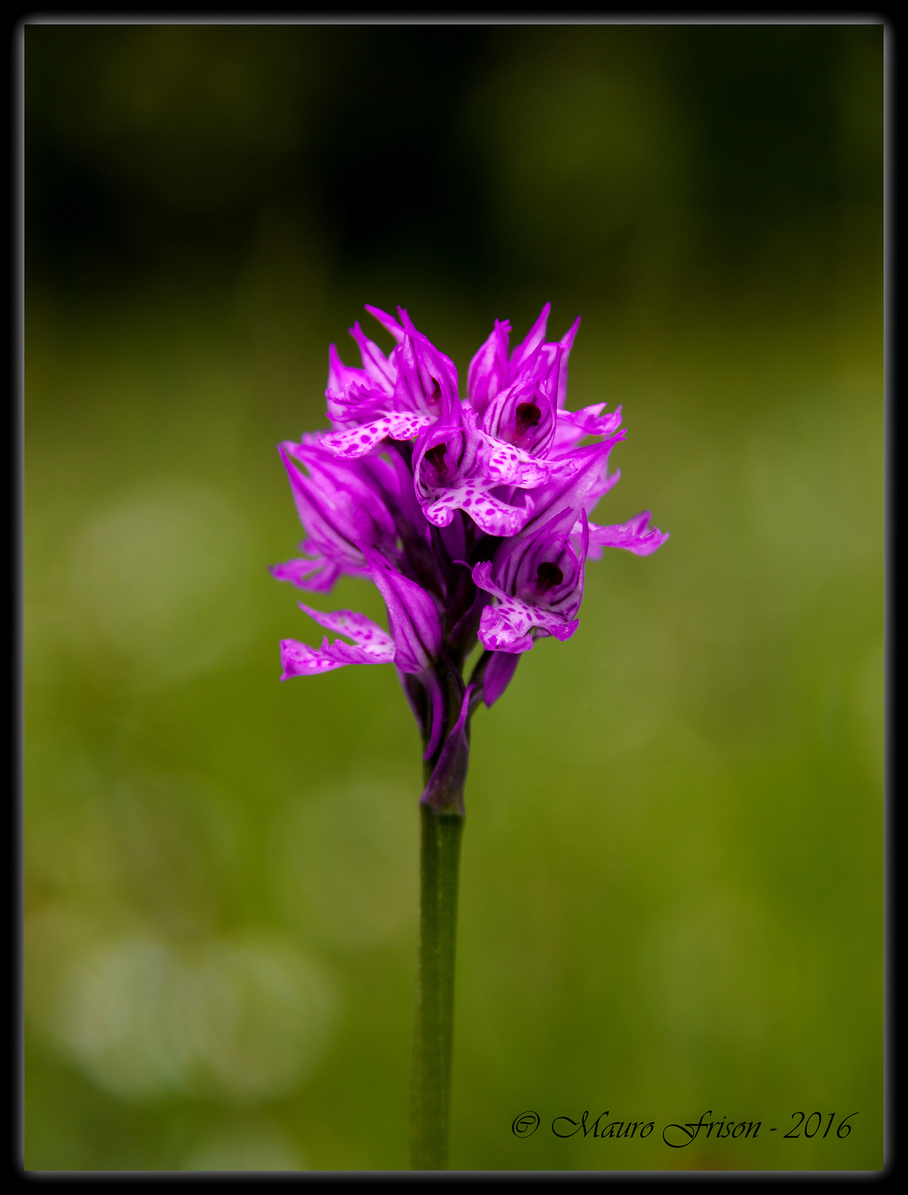 Orchis tridentata