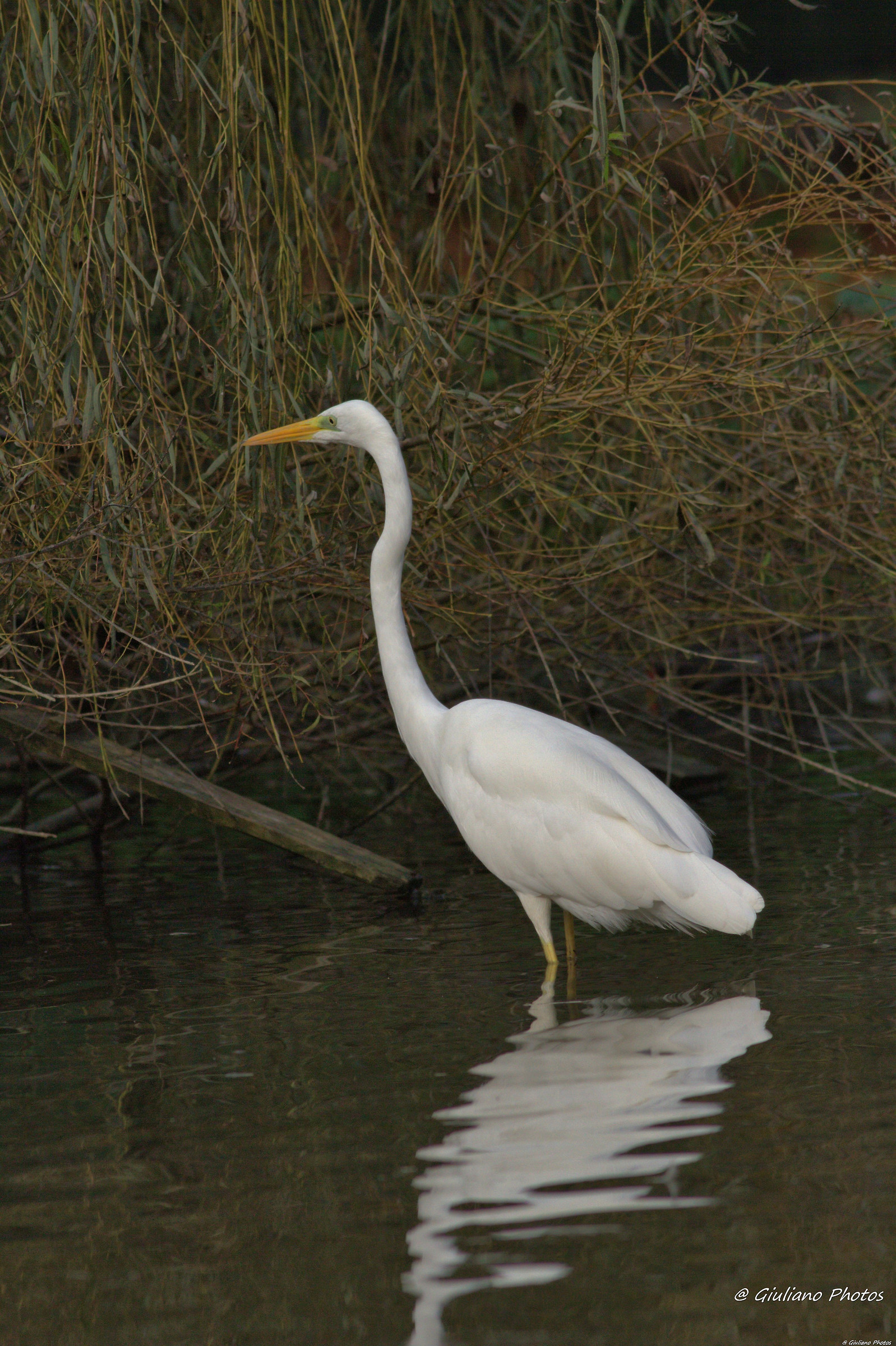 white heron