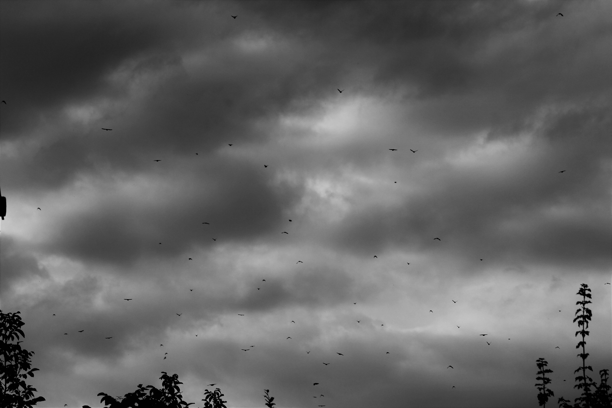 stormi di uccelli neri,