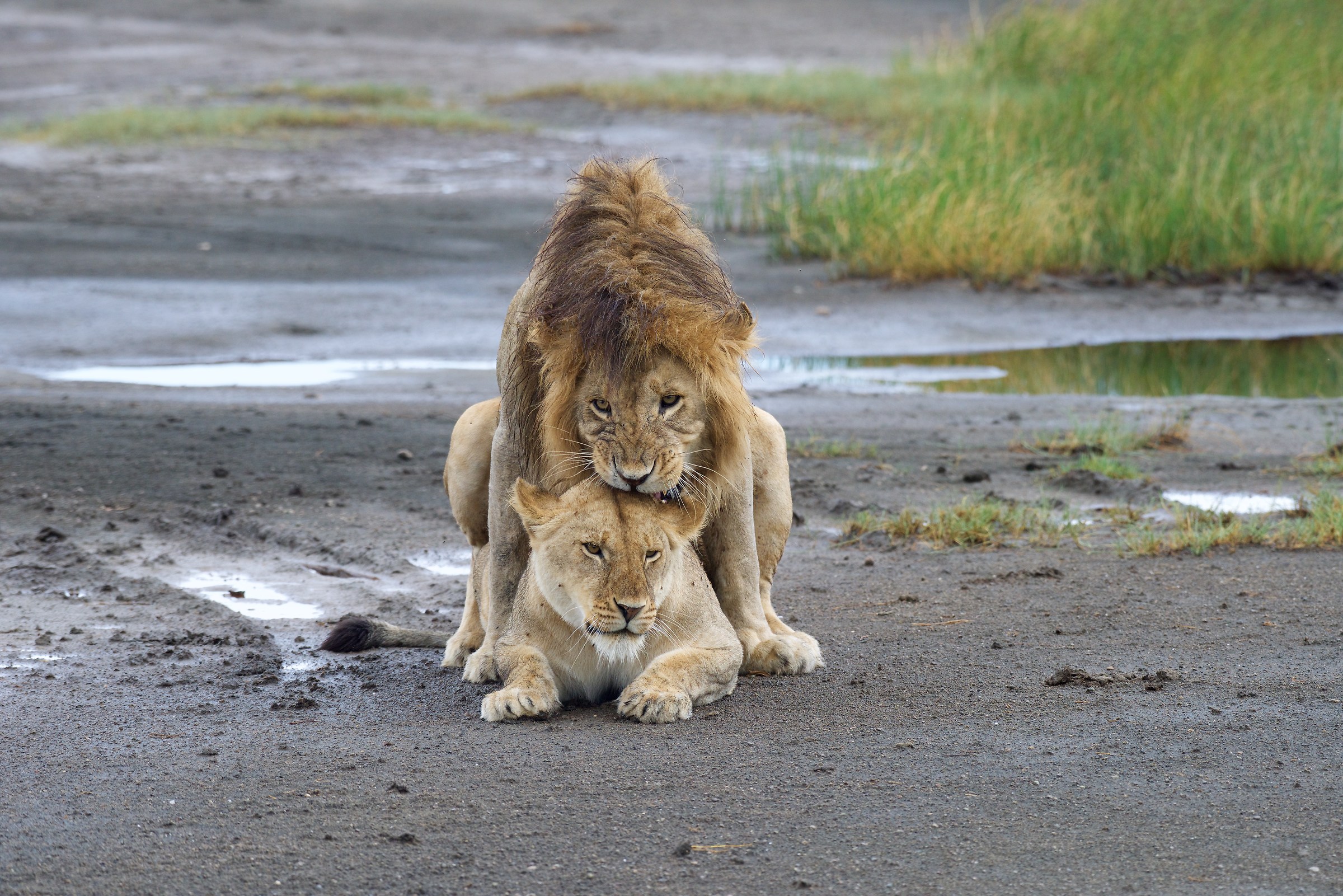 Accoppiamento regale