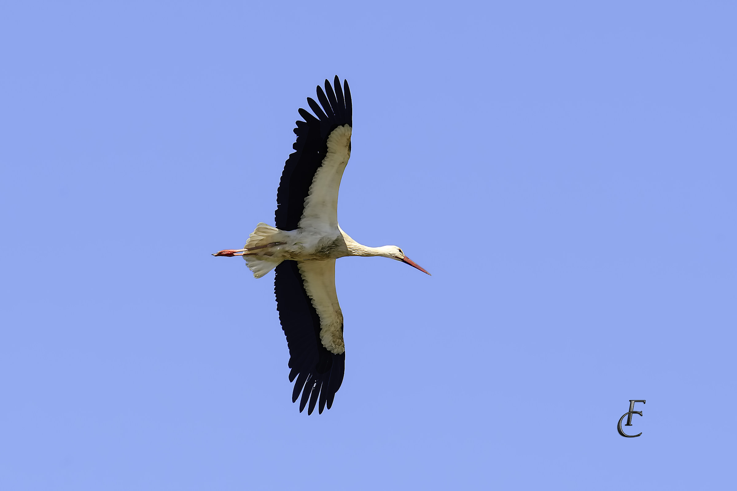 Stork in Flight
