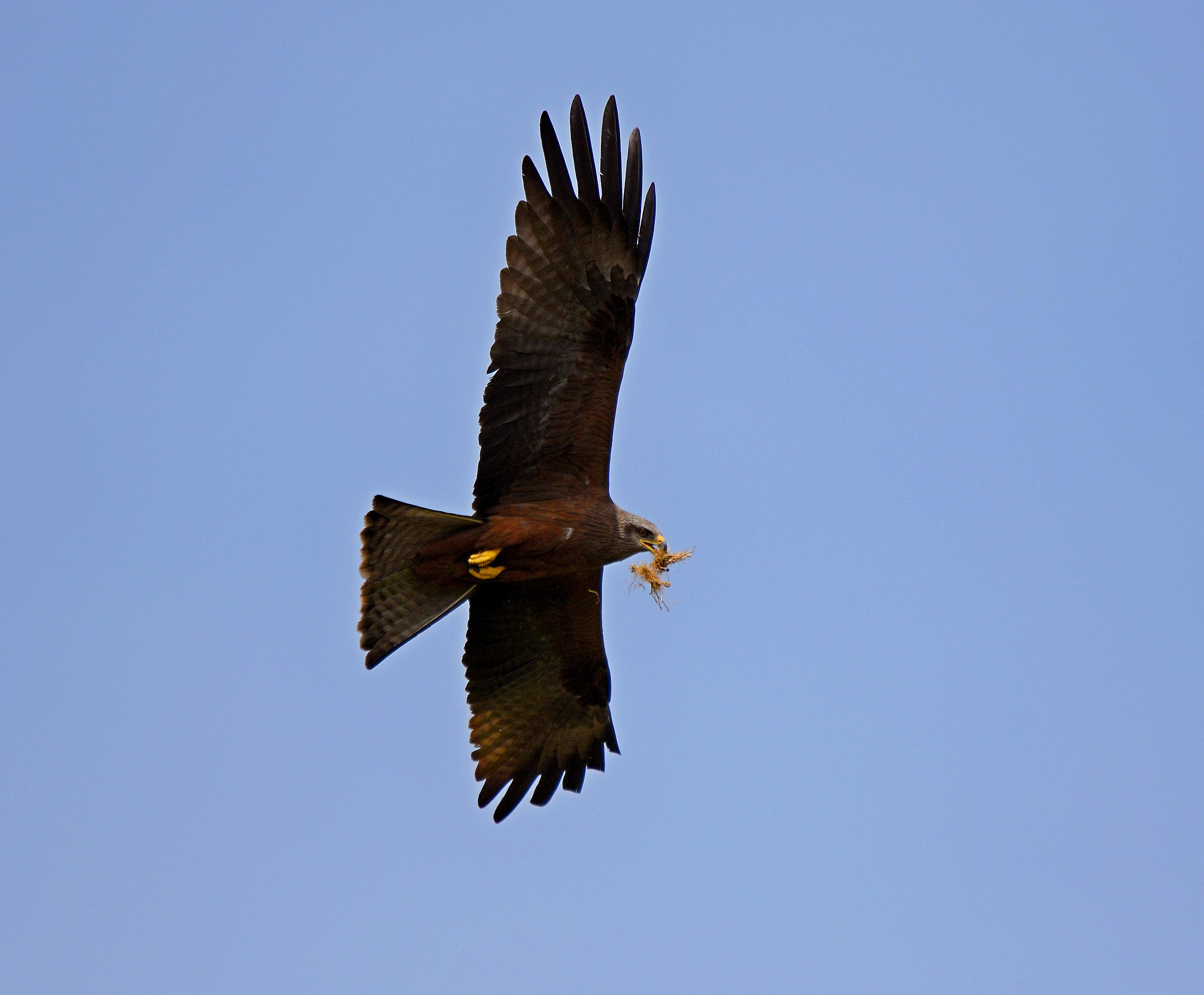 Black Kite