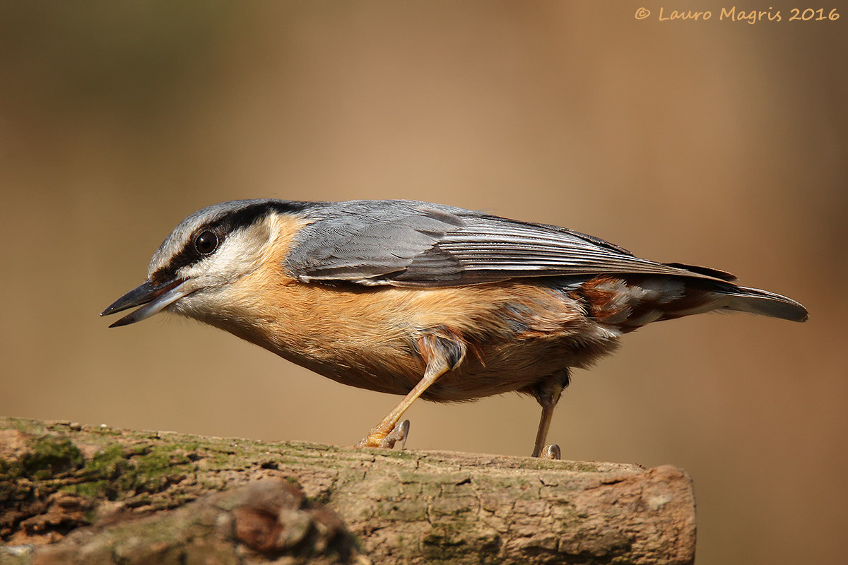 Super picchio muratore