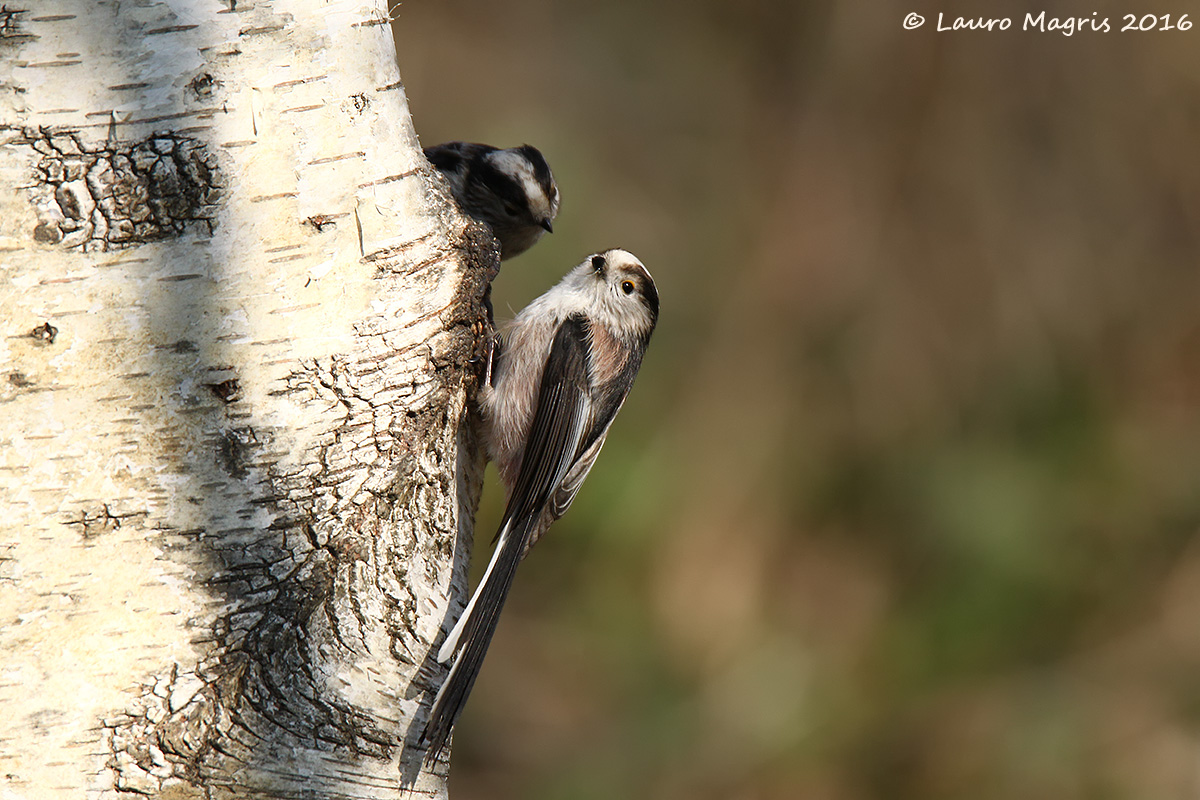 Codibugnolo aggrappato