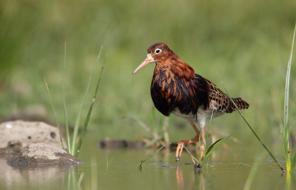 Fighter in reproductive dress