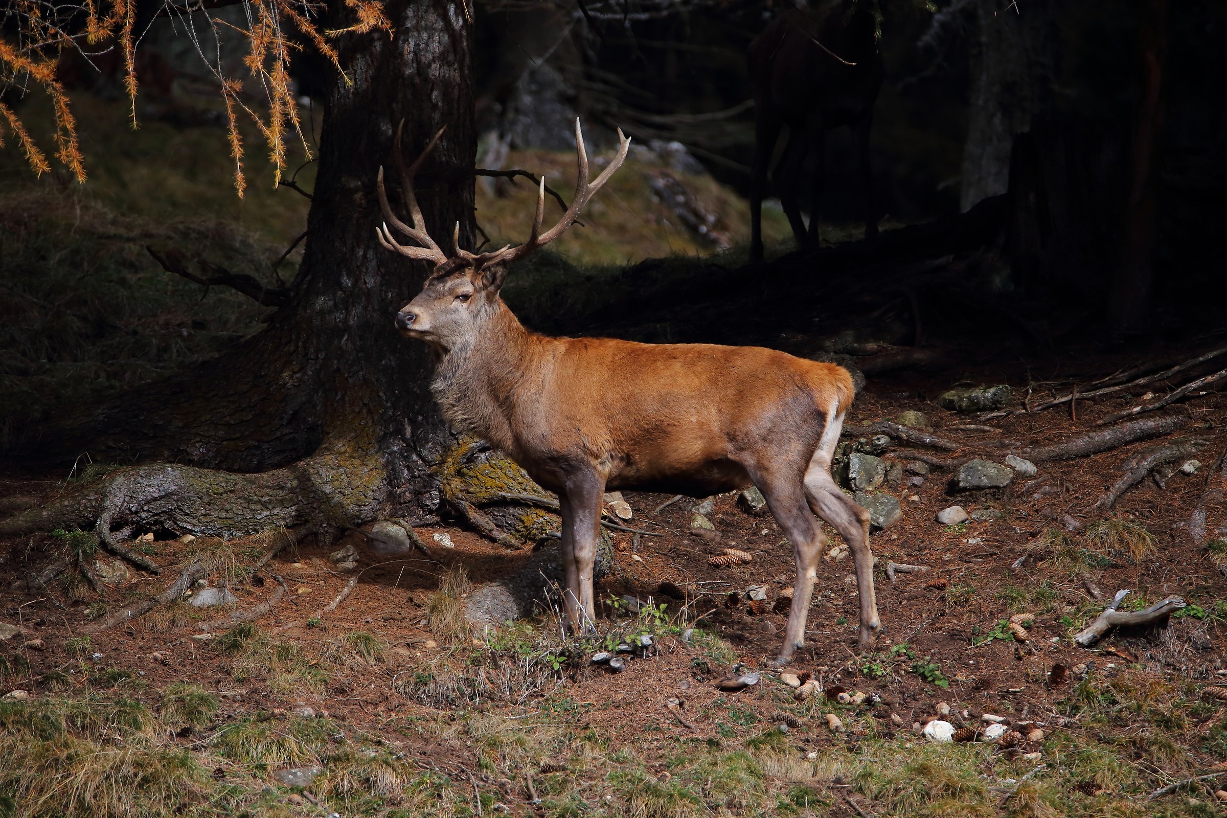 Cervo riserva parco Puez Odle.