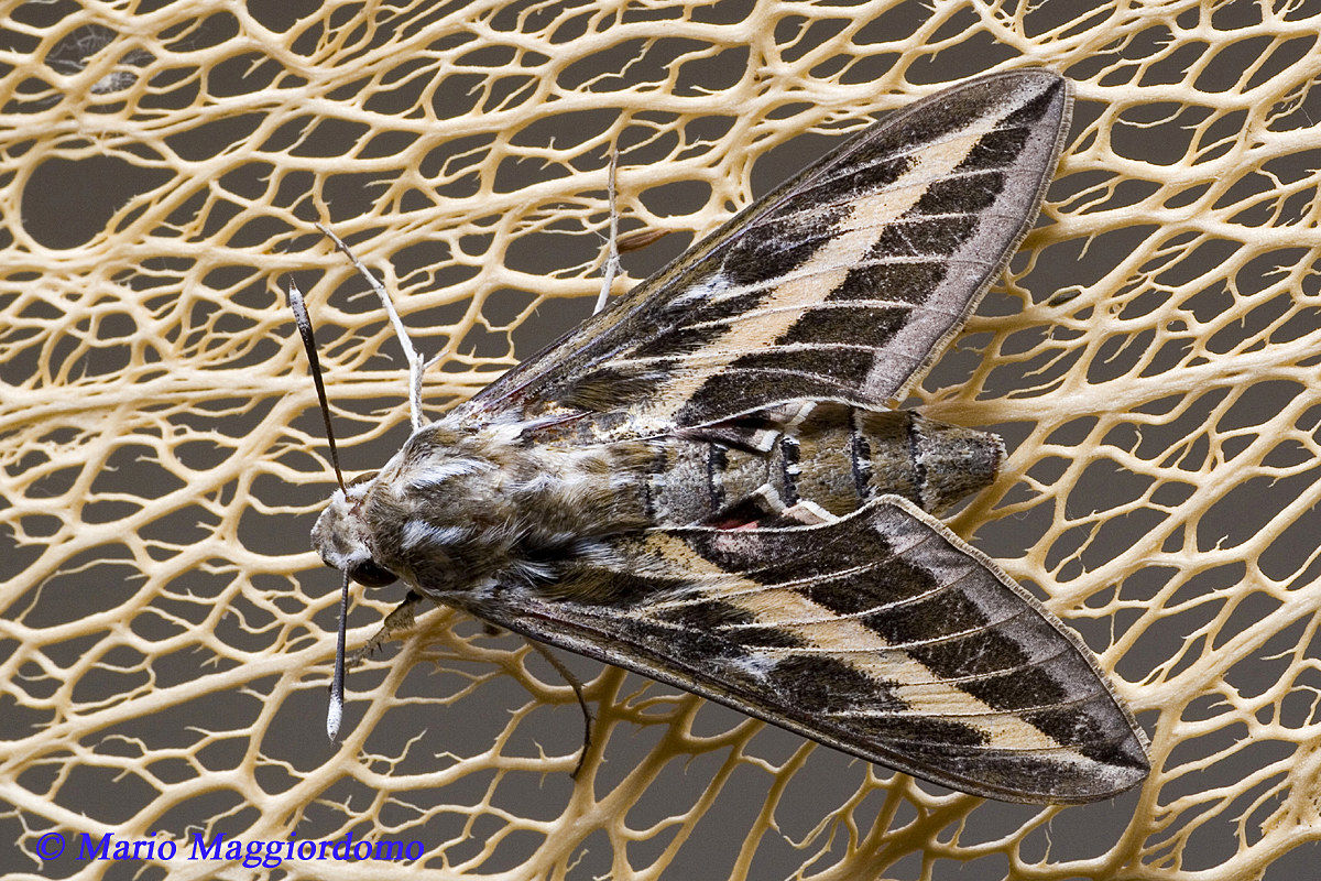 Hyles butterfly gallii over pile of dry prickly pear
