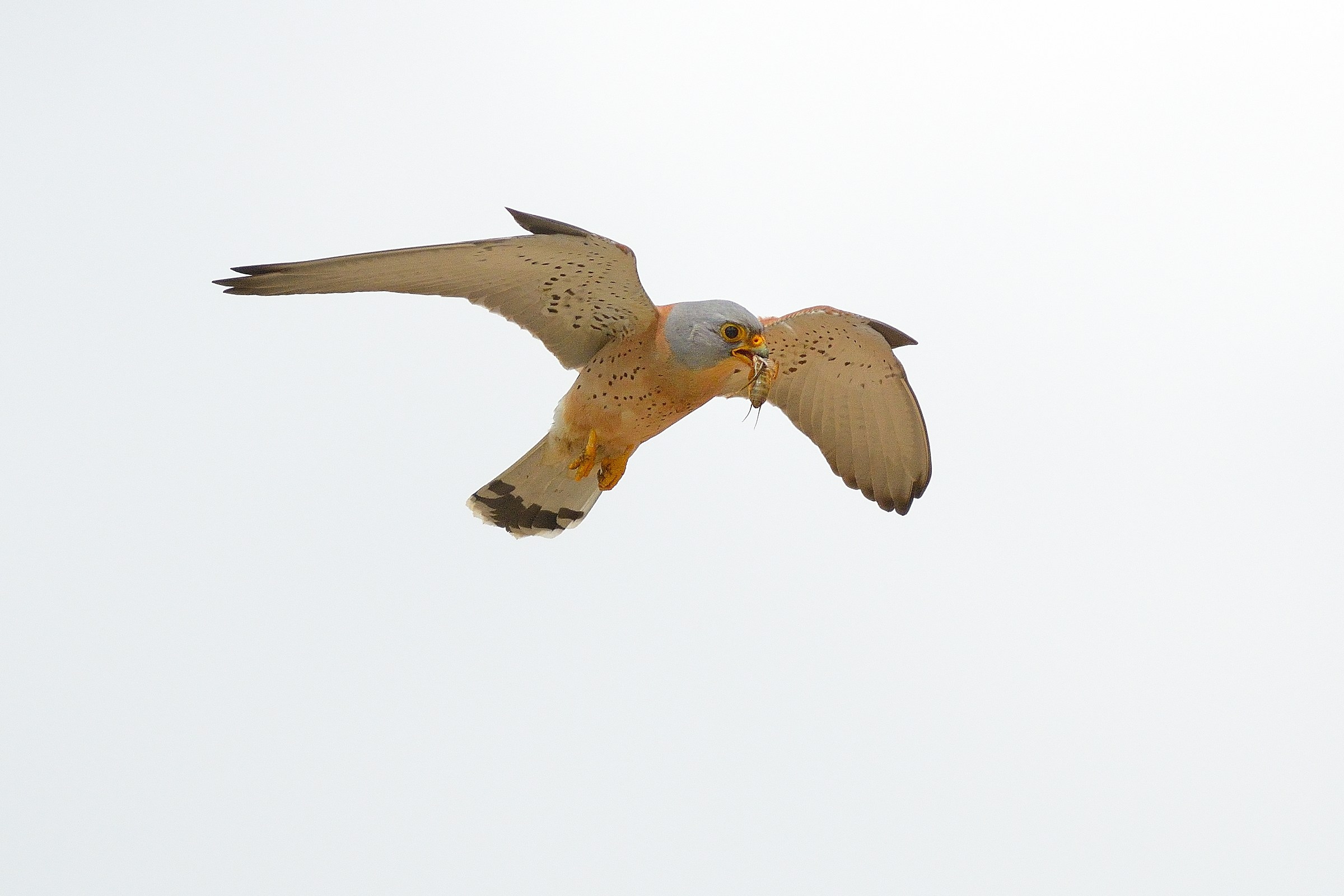 Lesser kestrel