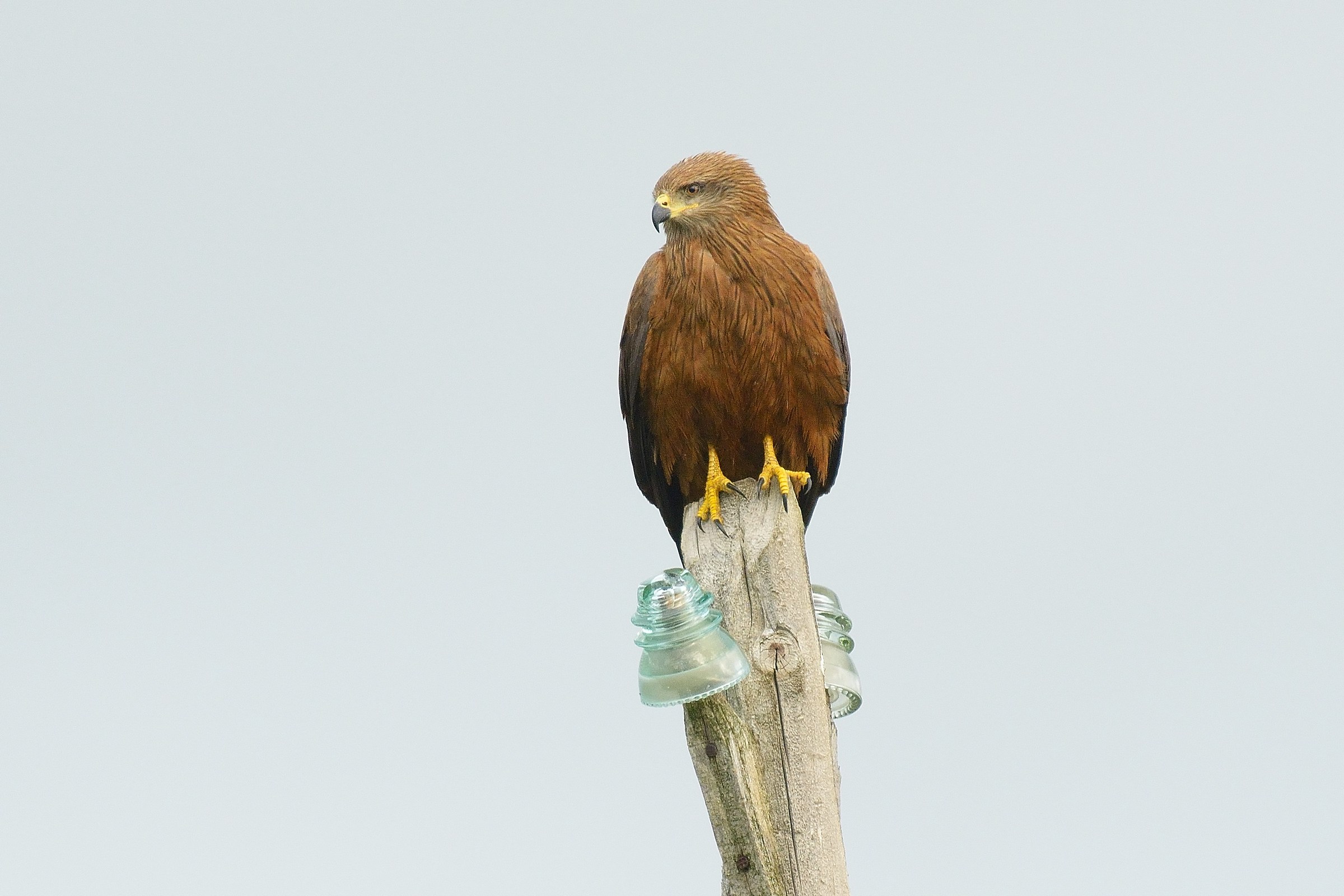 Black Kite