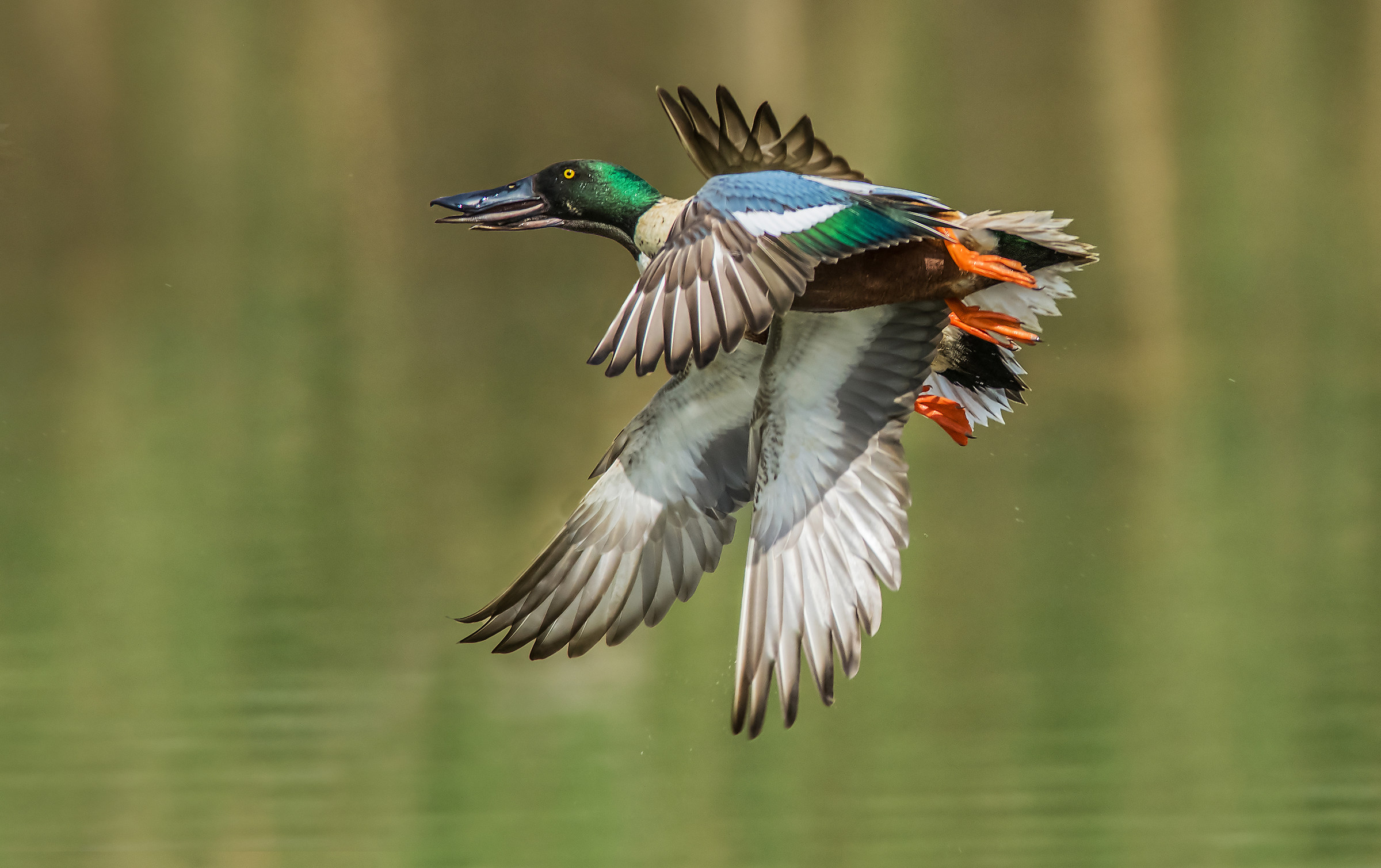 Shoveler