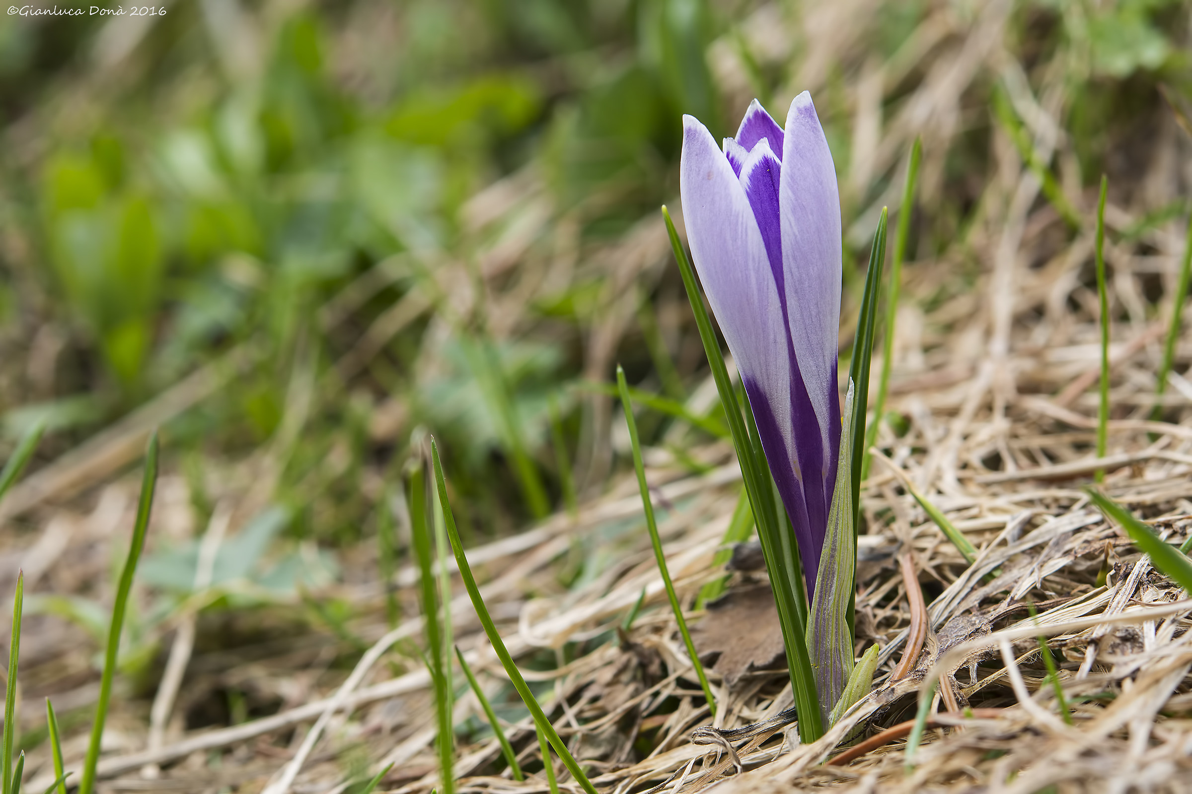 Crocus vernus (l.) Hill 1765