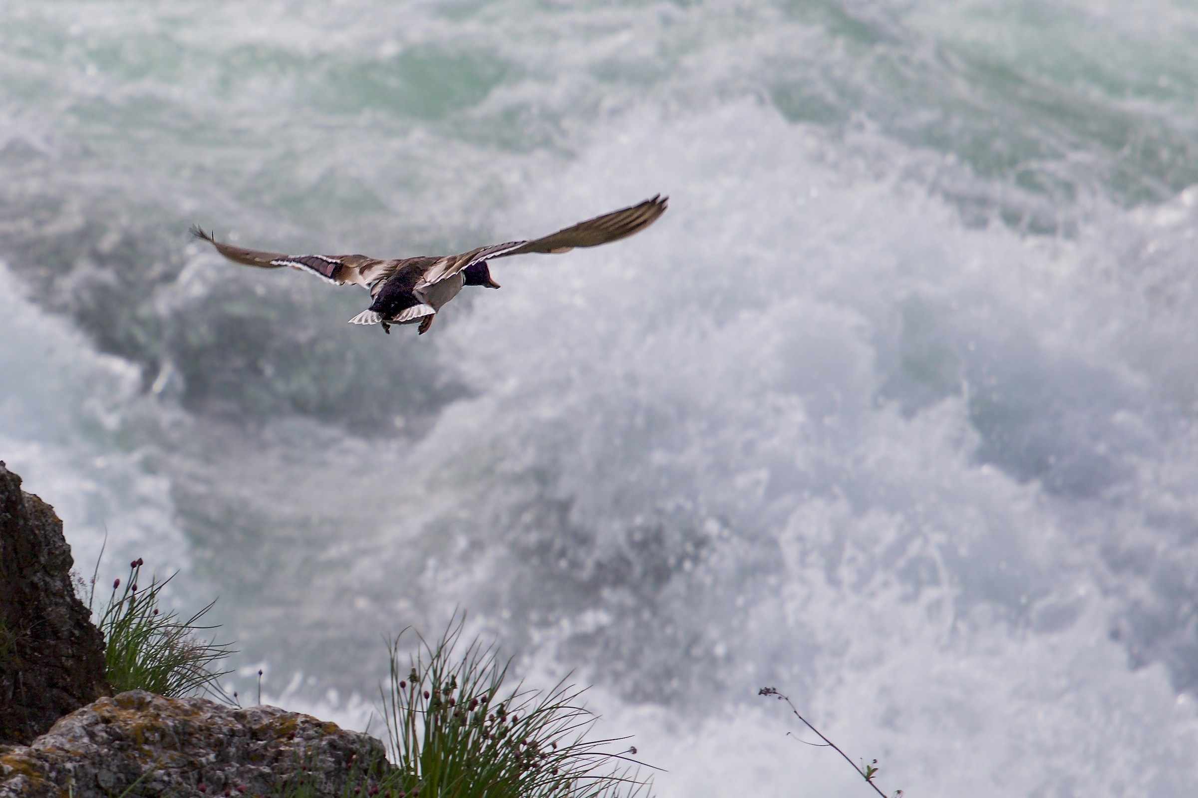Rheinfall - The Rhine Falls