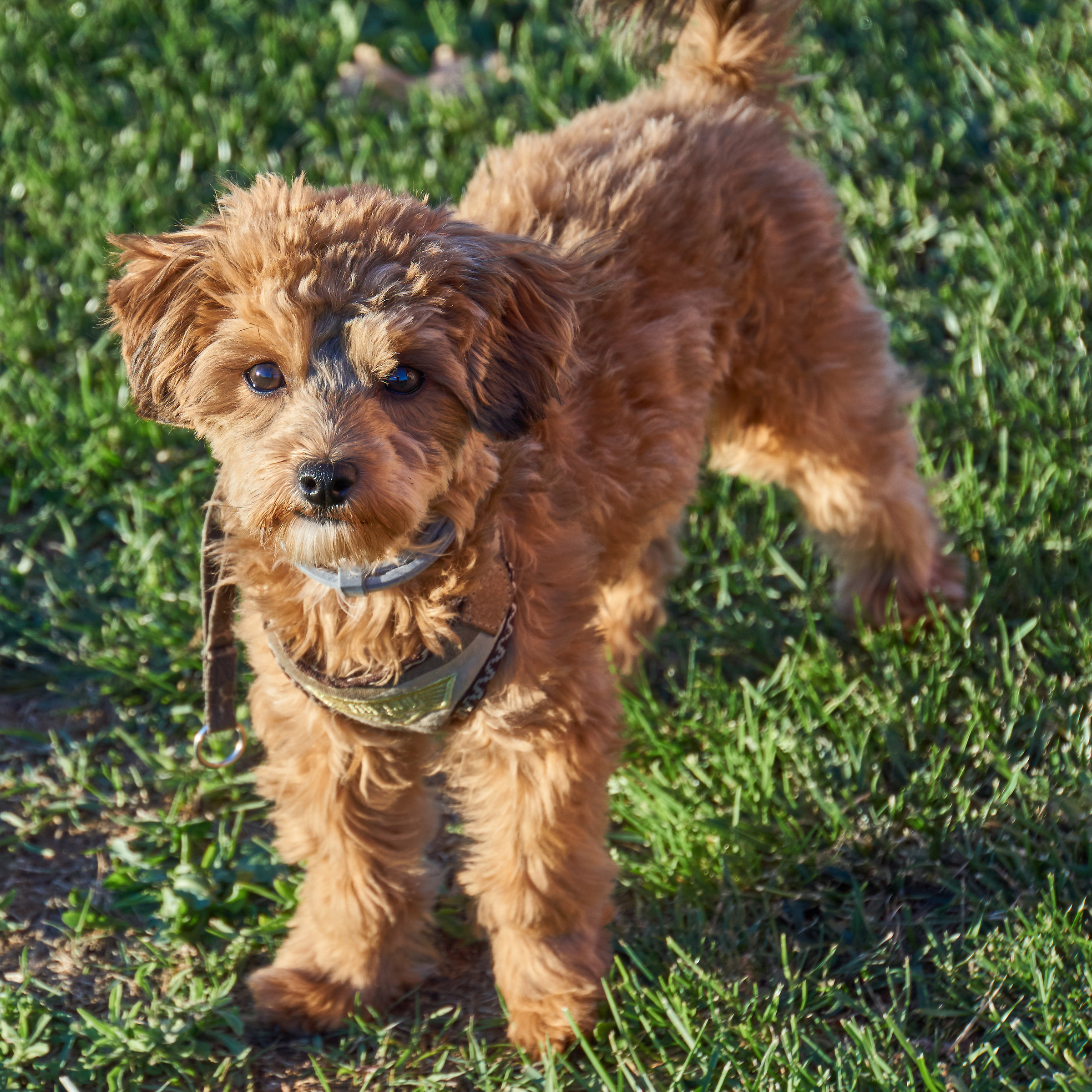 Il nostro migliore amico