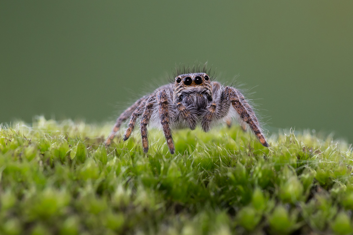 Spider salticida (species to be determined ...)