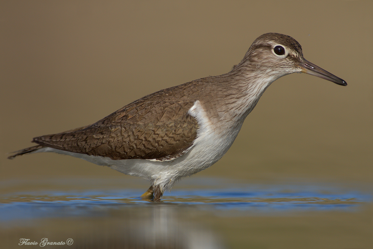 sandpiper