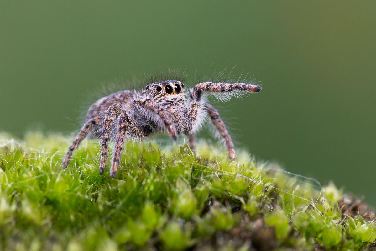 Spider salticida (species to be determined ...)