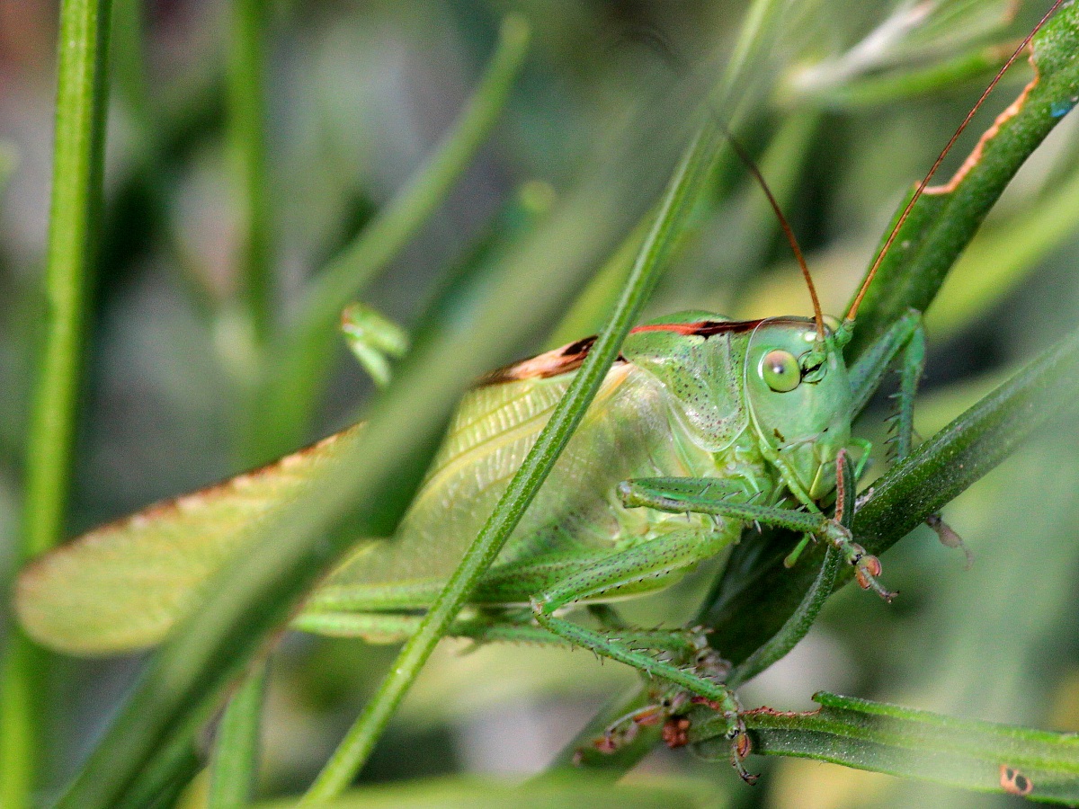 grillo nascosto...+o-