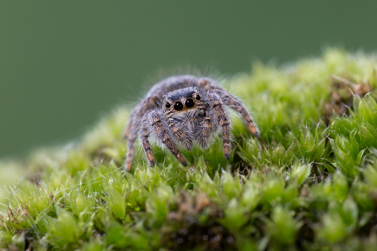 Spider salticida (species to be determined ...)