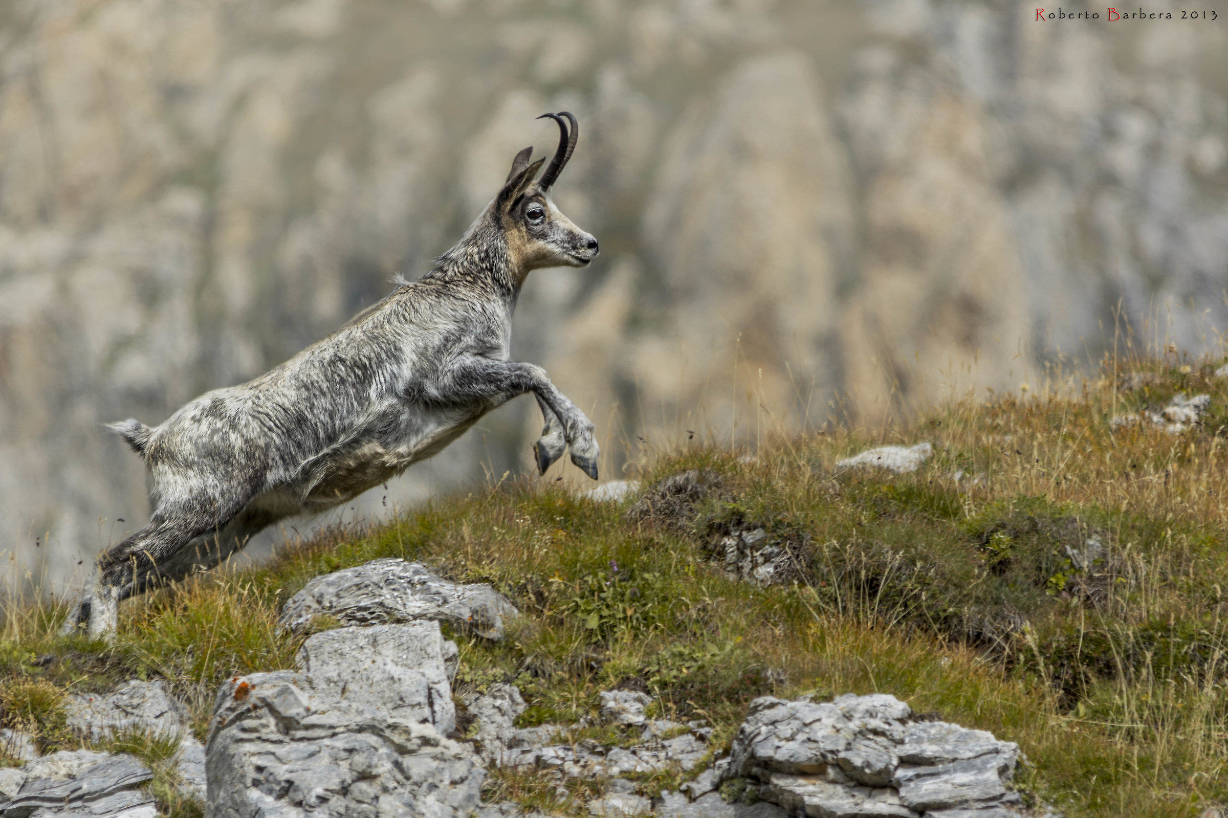 Camoscio affetto da leucismo