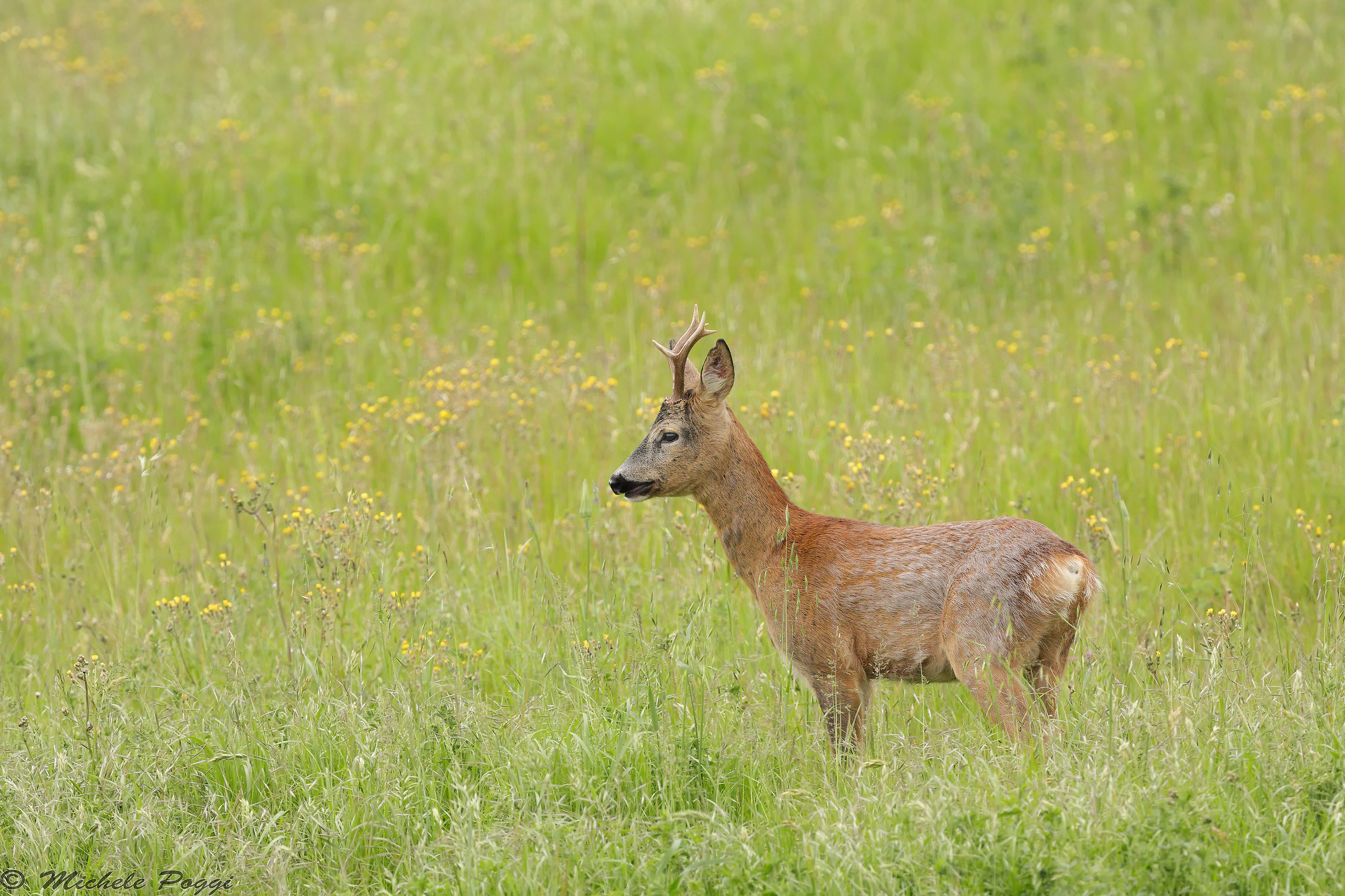 Roe deer and 80D