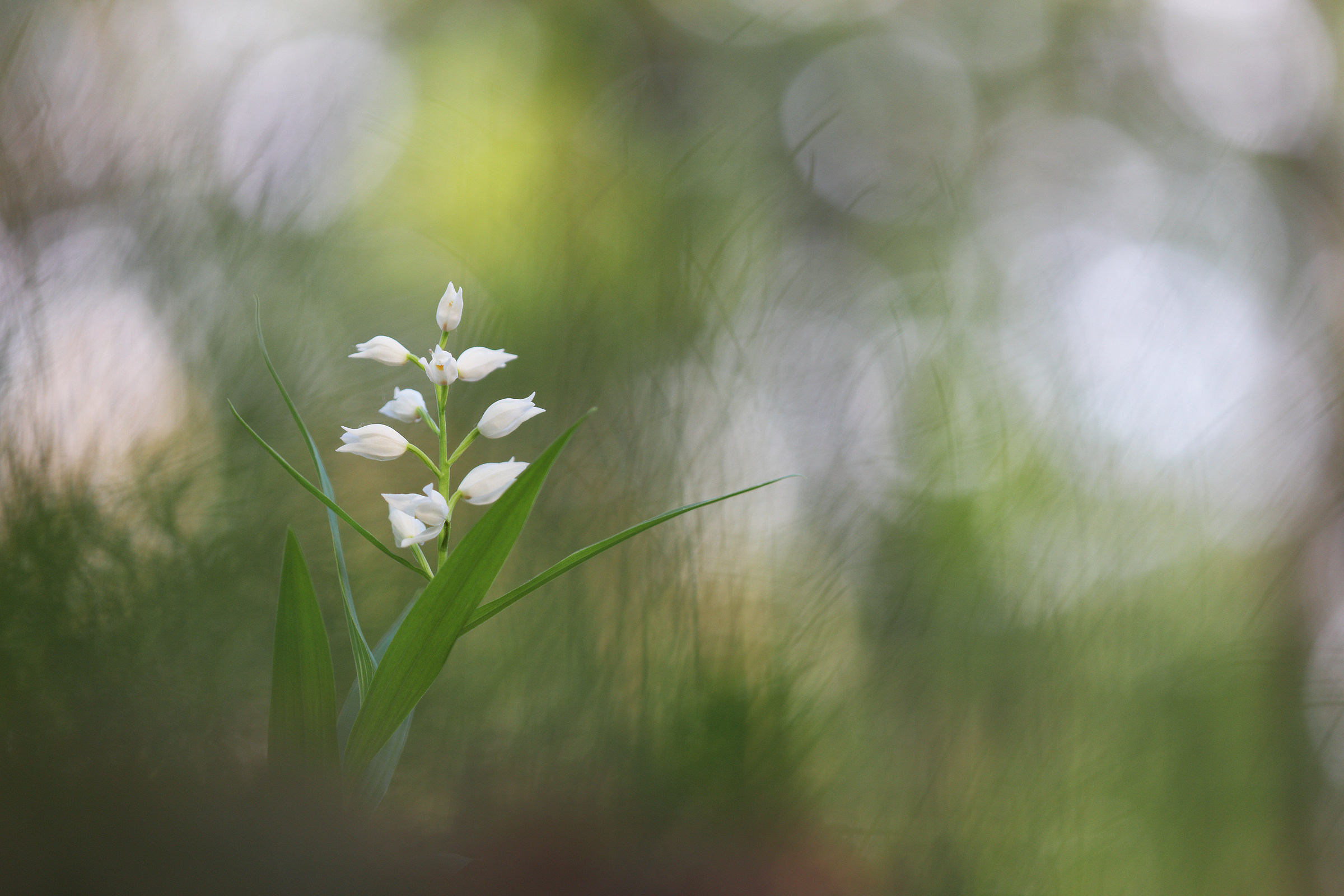 Cephalanthera longifolia