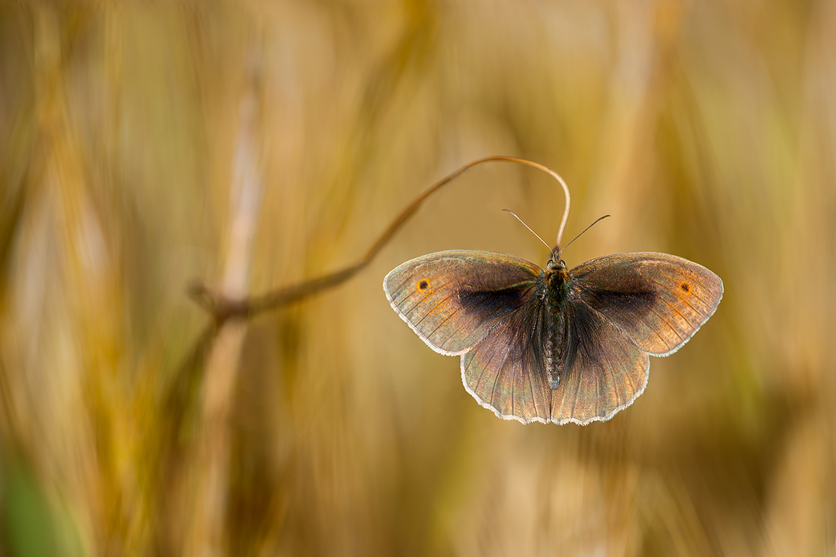 The grass wings