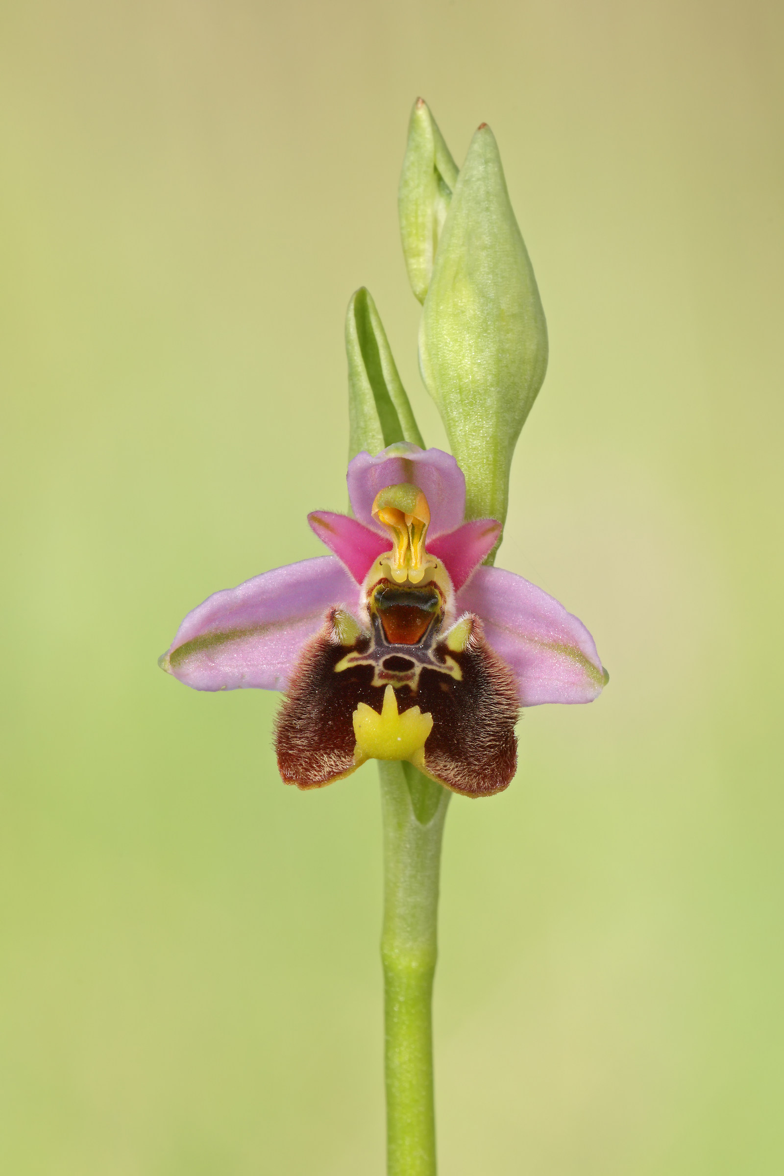Ophrys holosericea
