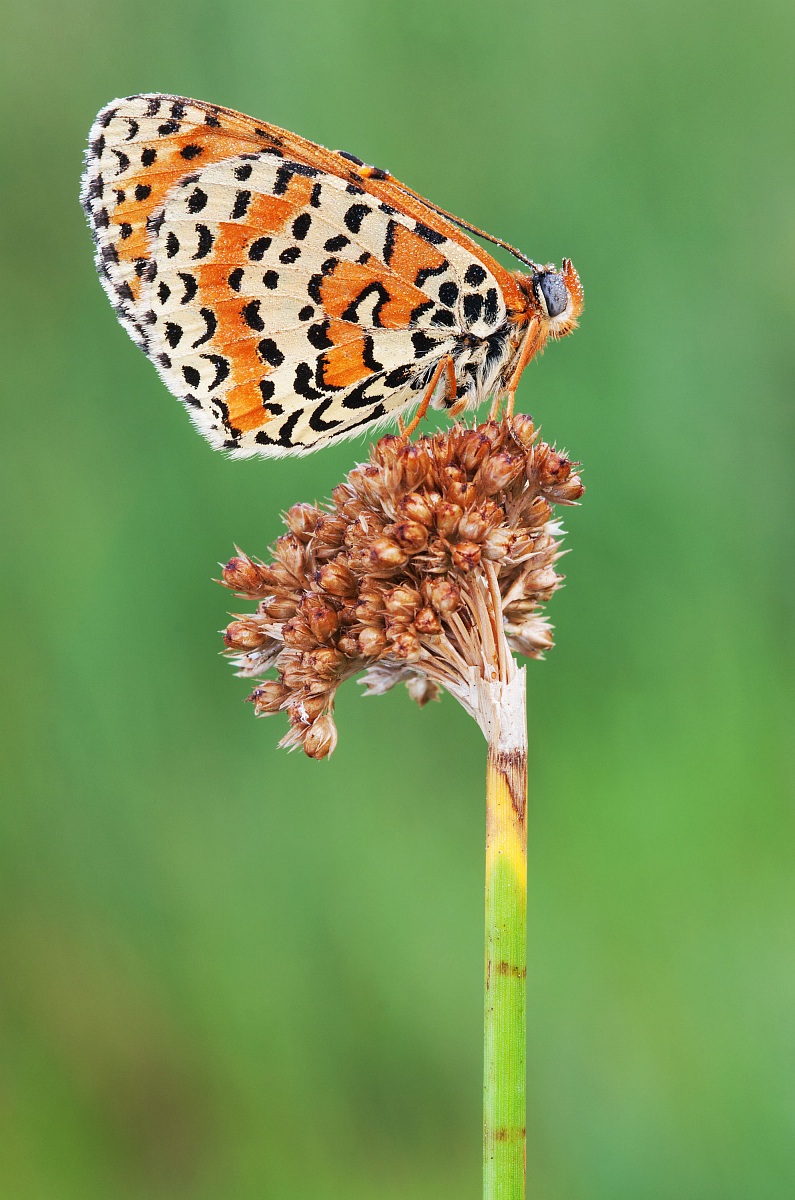 Melitaea didyma