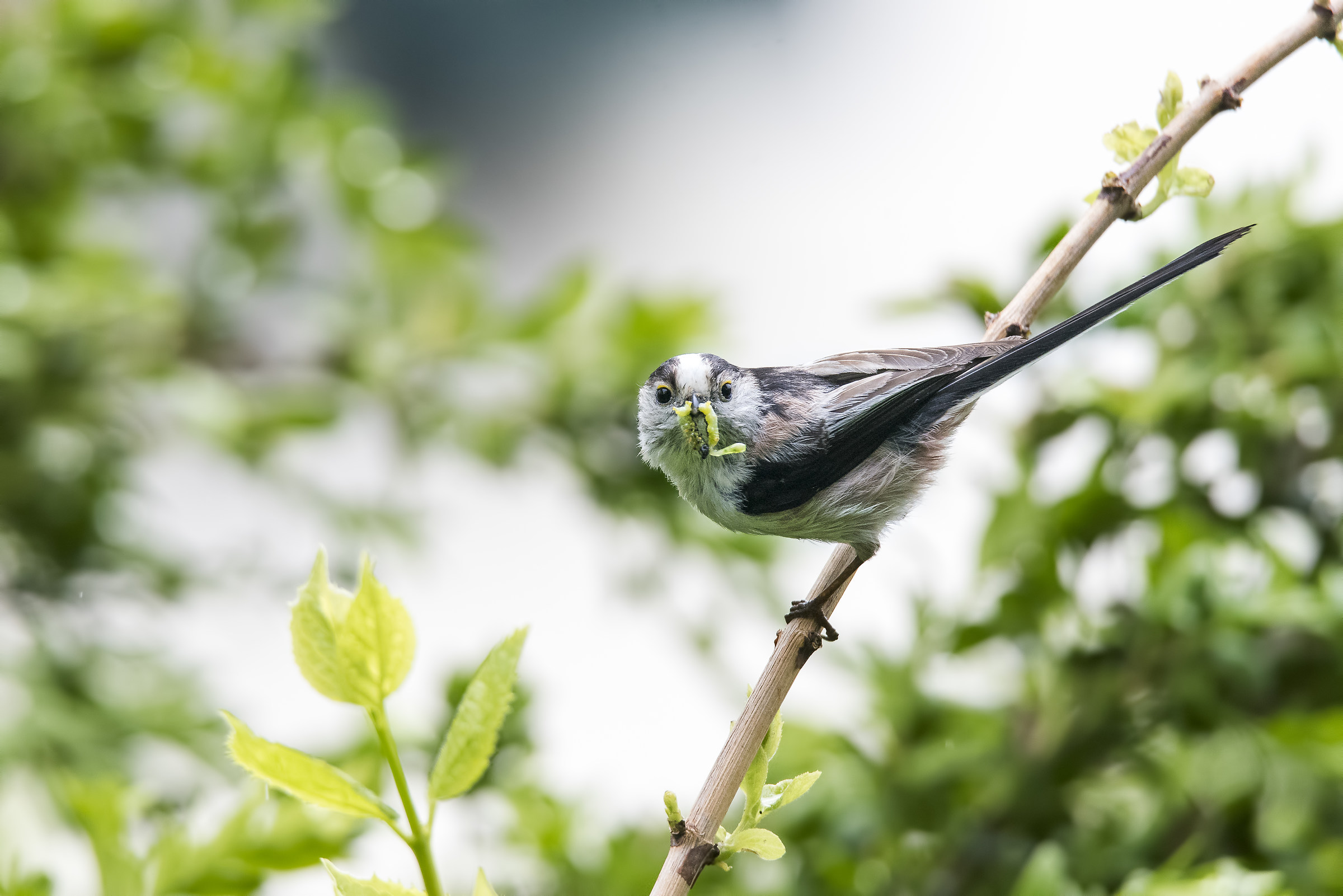 Long-tailed Tit