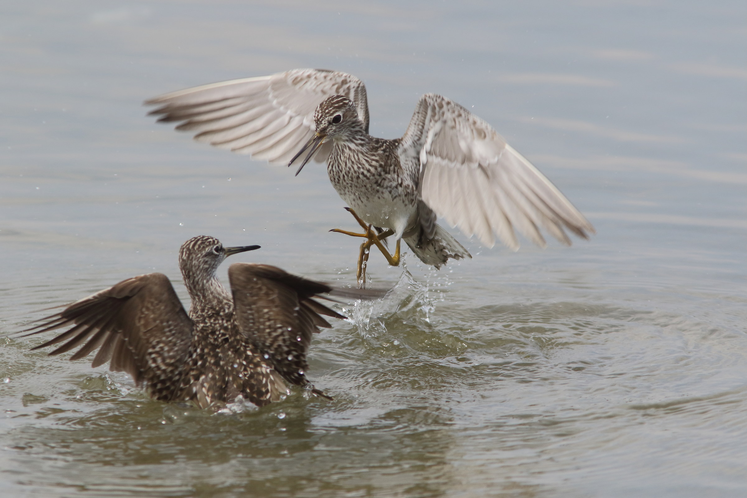battibecco tra piro piro boscherecci