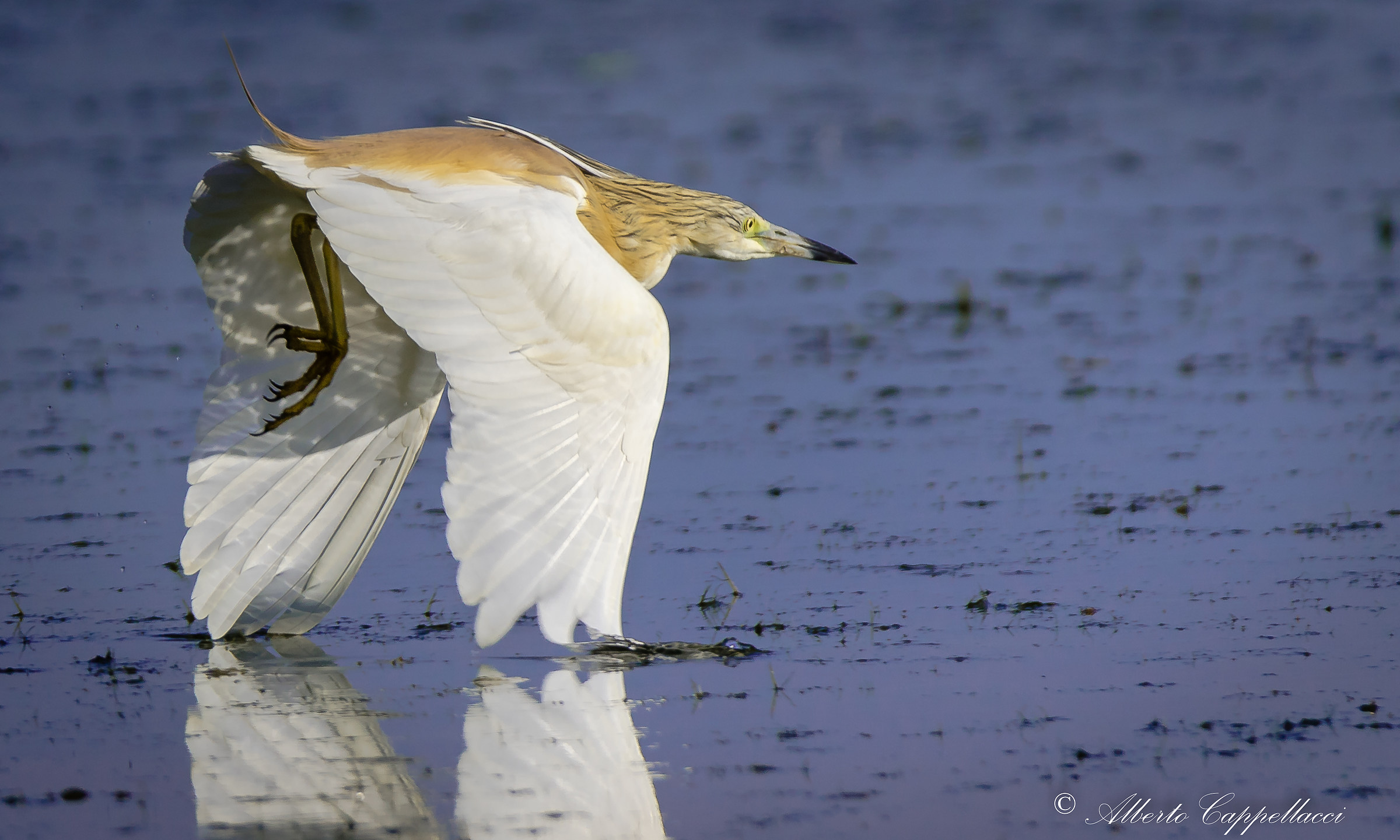Sgarza Ciuffetto (Ardeola ralloides)