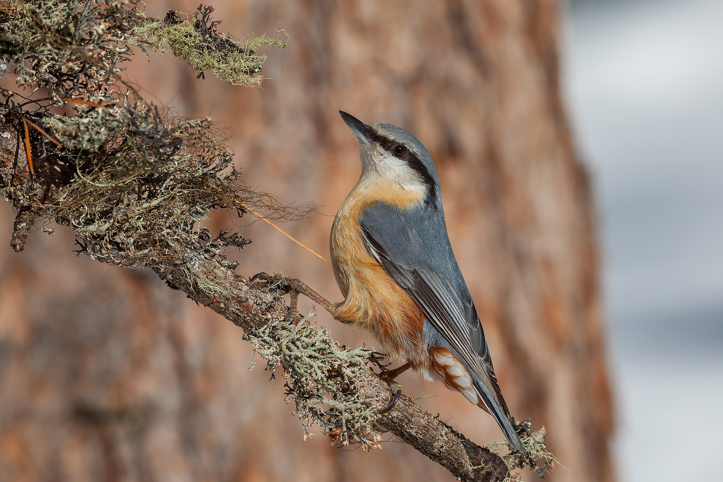 Nuthatch (Sitta europaea)