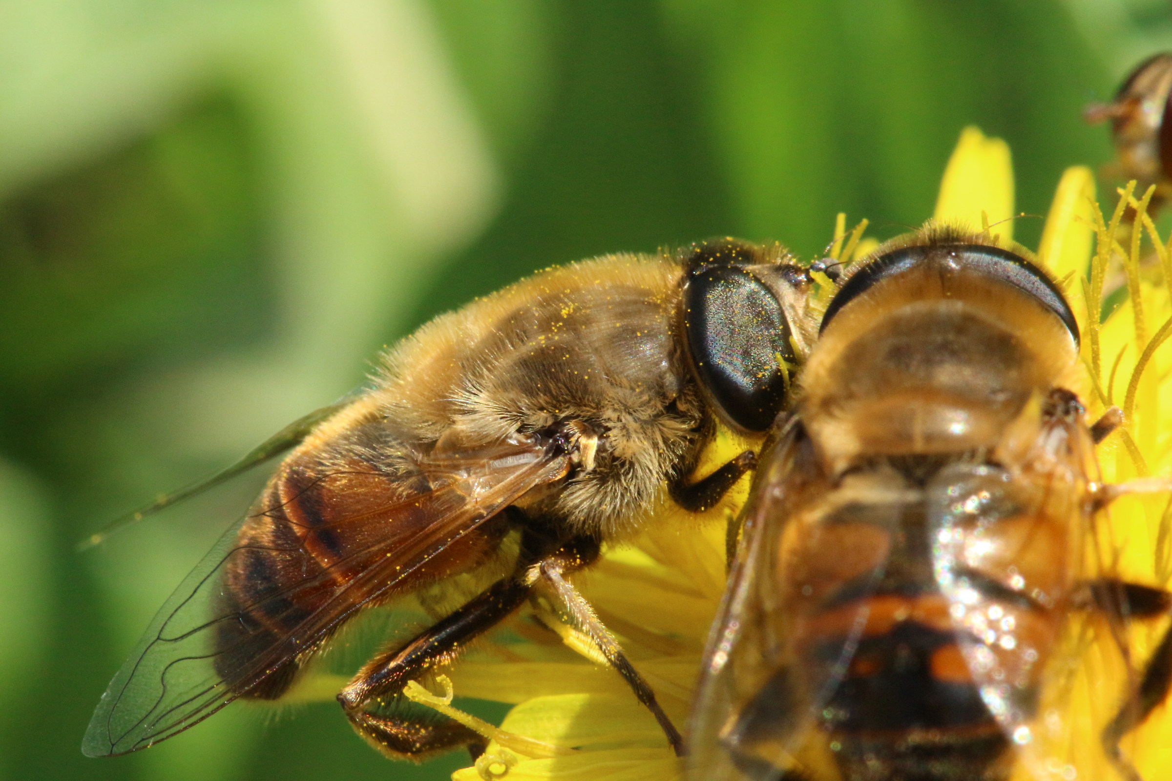 bee in flower
