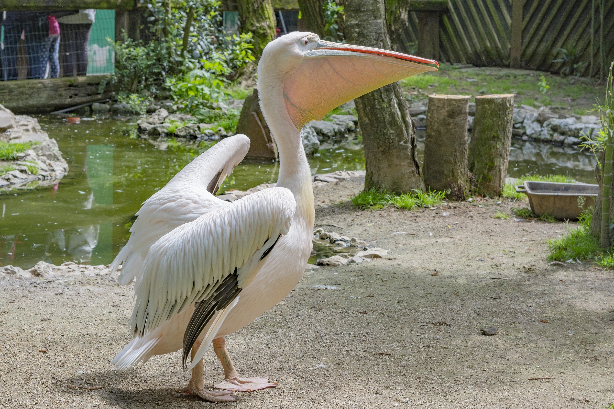 Pelican
