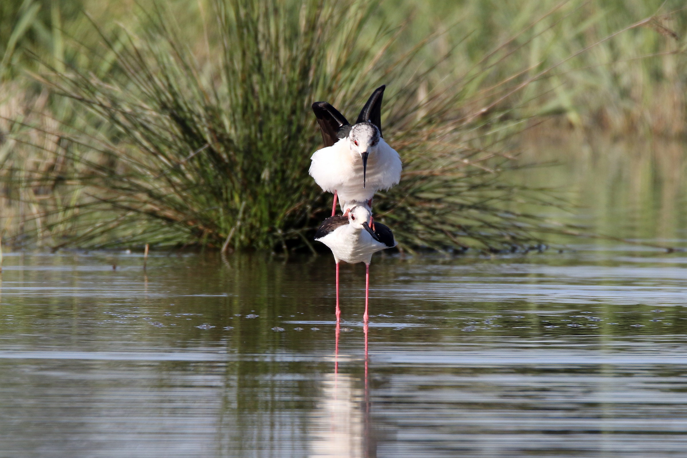 il cavaliere va a cavallo