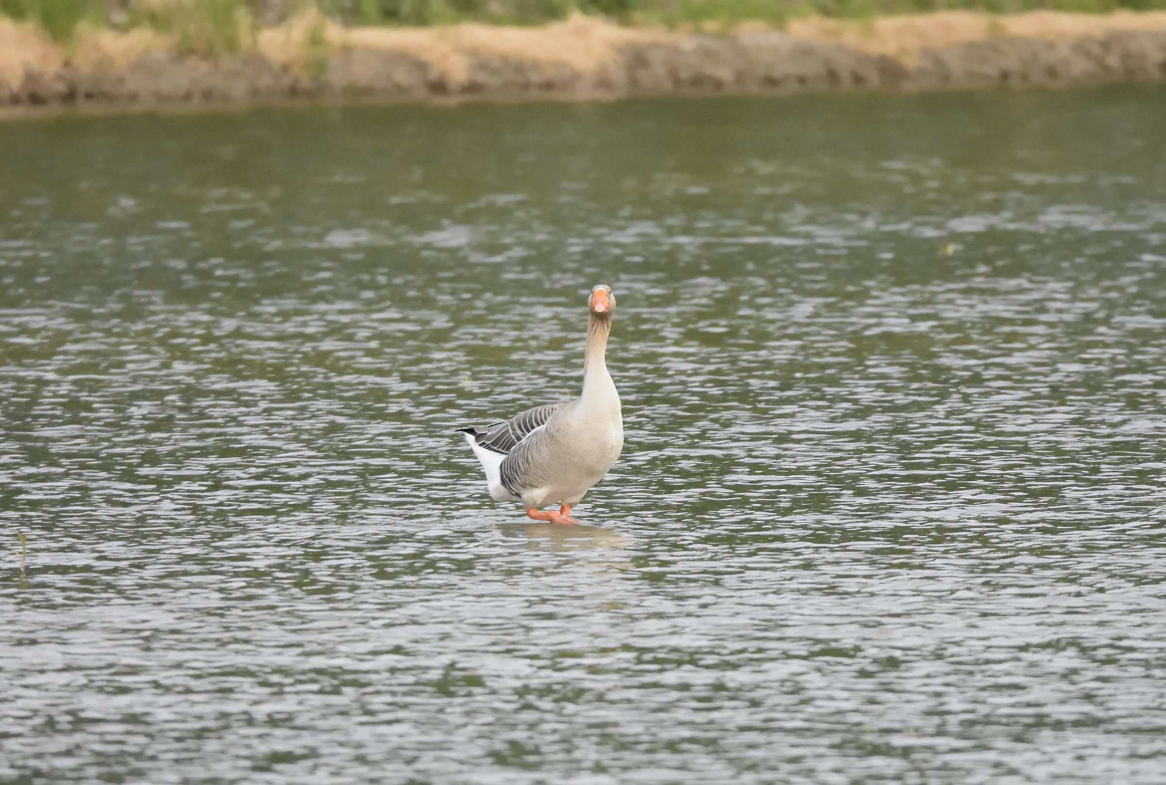 granaiola goose or wild?