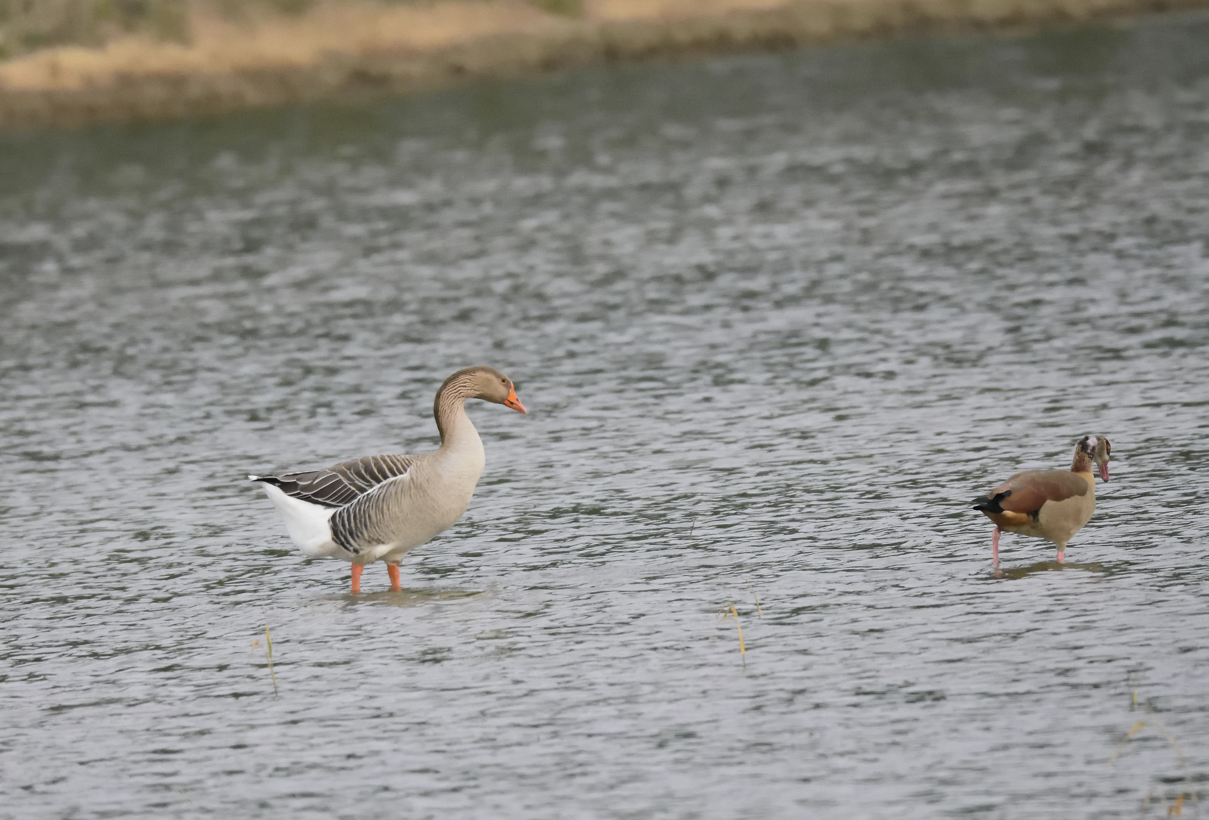 strange duet -oca granaiola and Egyptian goose?
