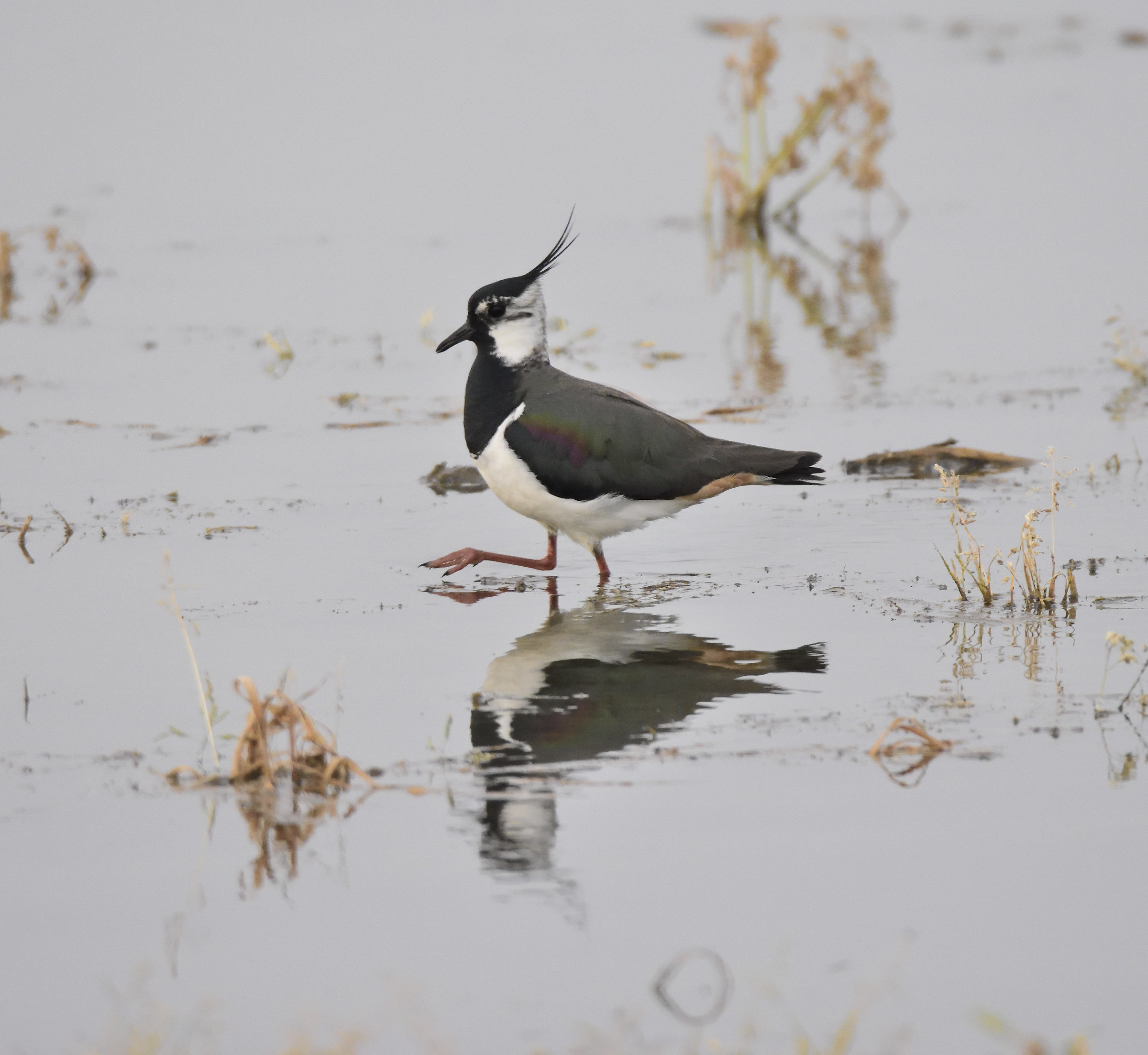 lapwing