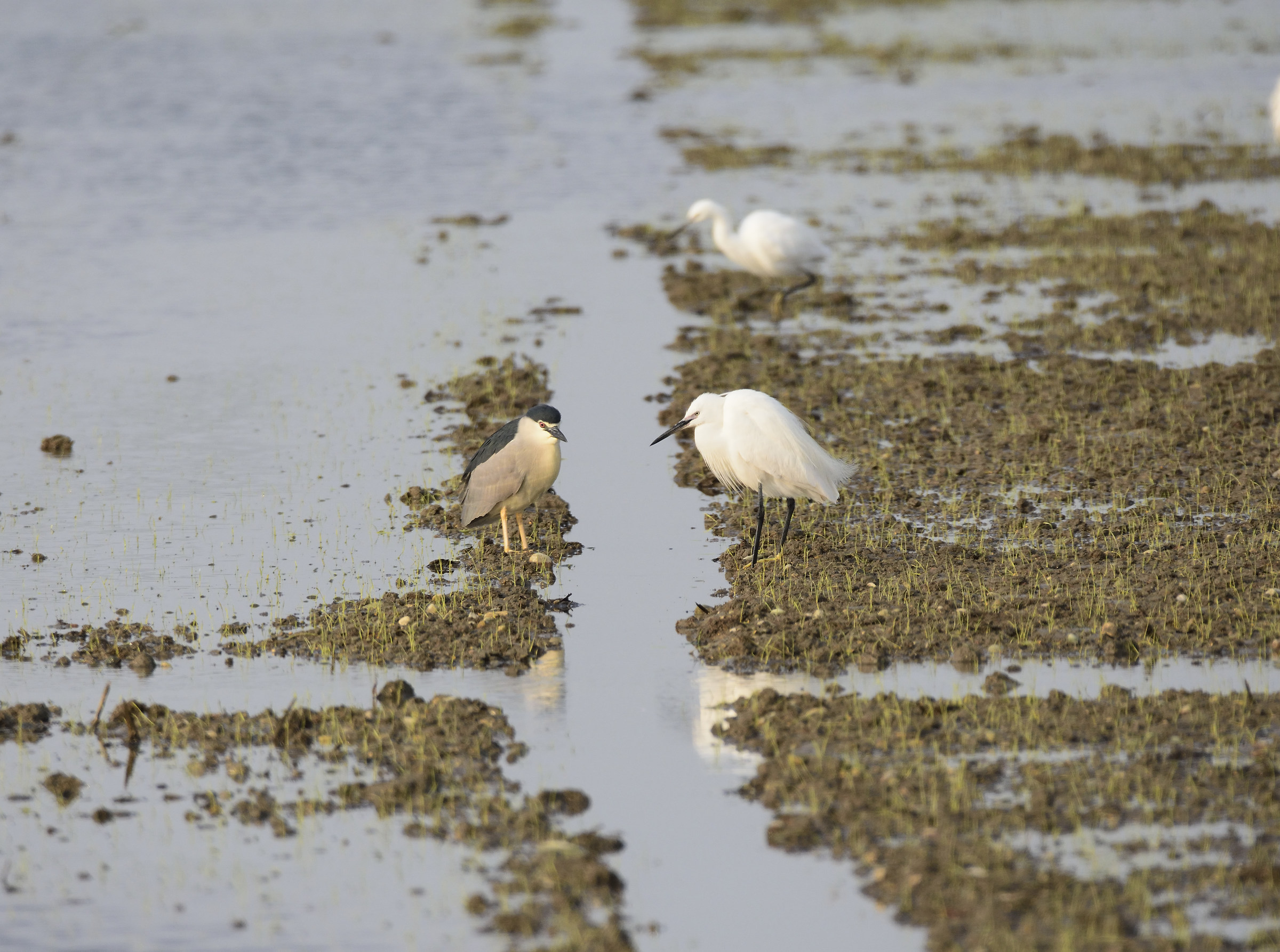 egret and night heron