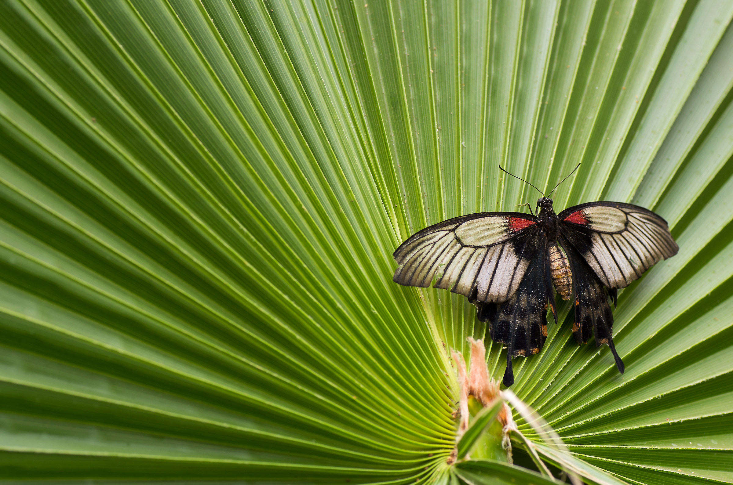 Butterfly on the palm